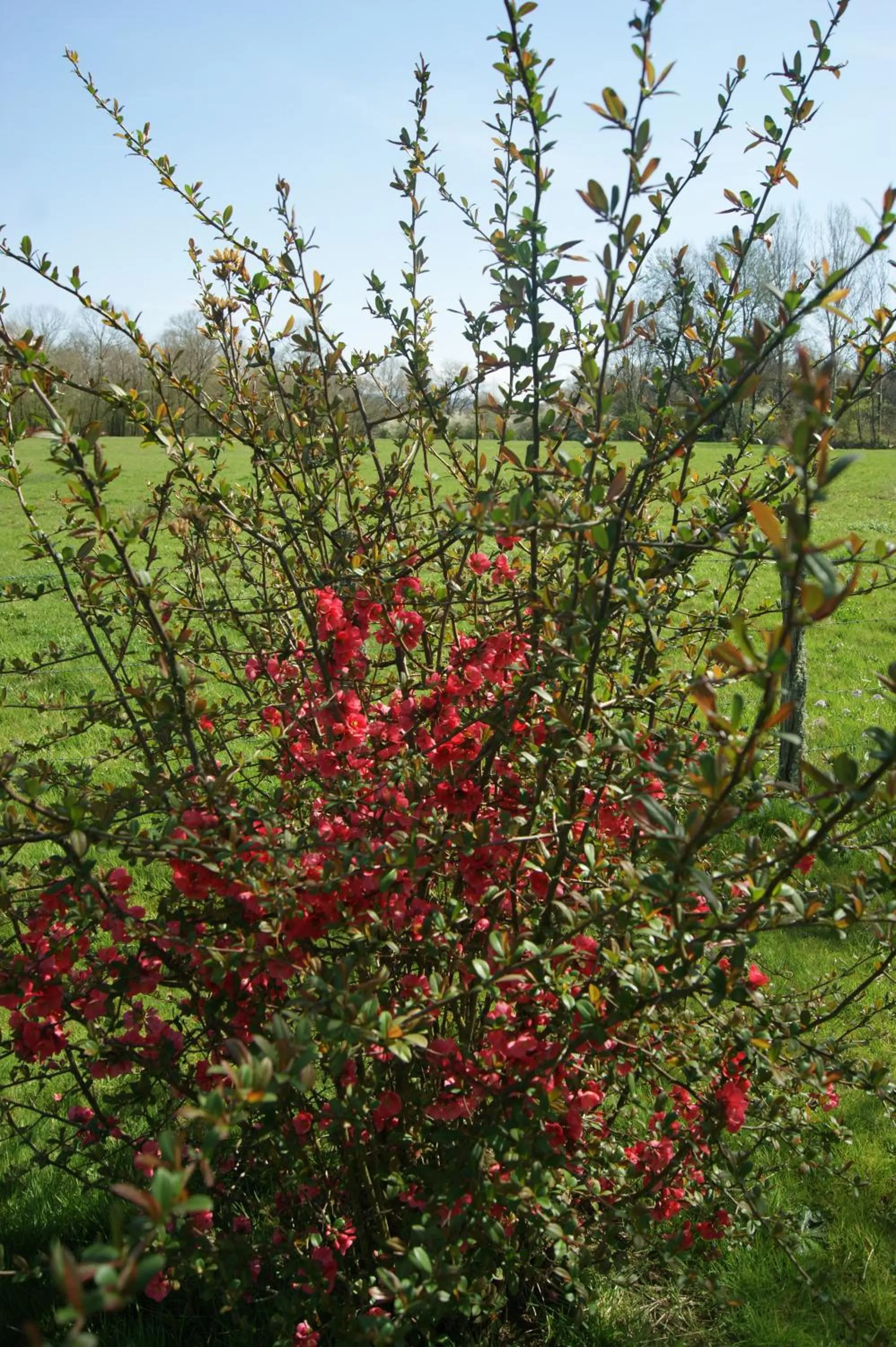 Garden in La mare aux grenouilles
