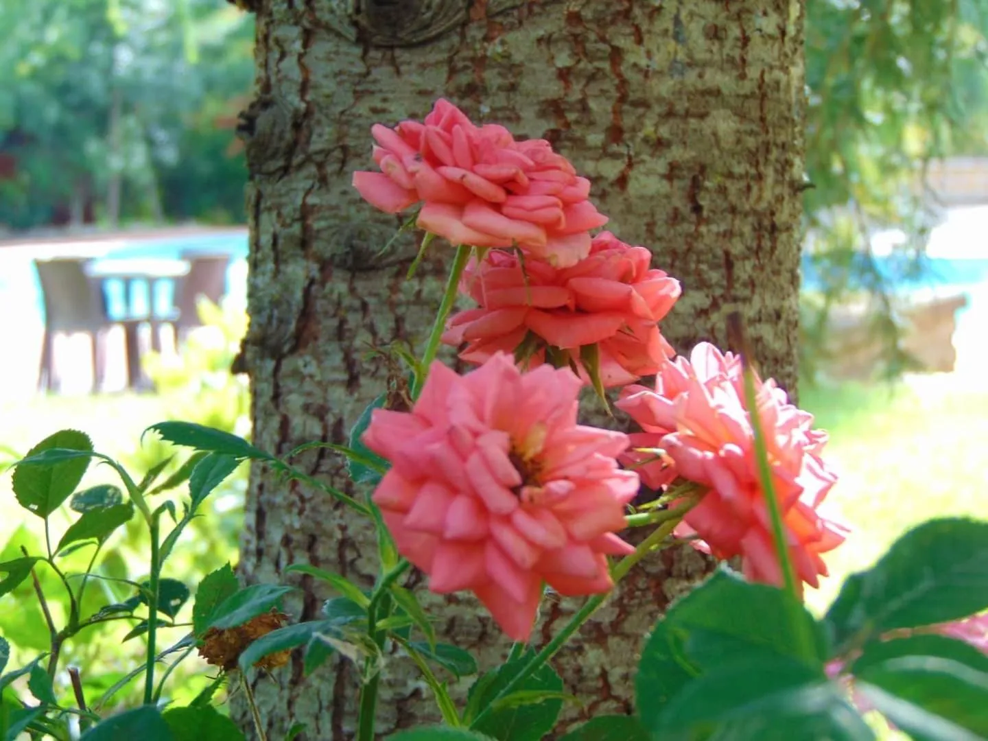 Garden in Casale Rurale