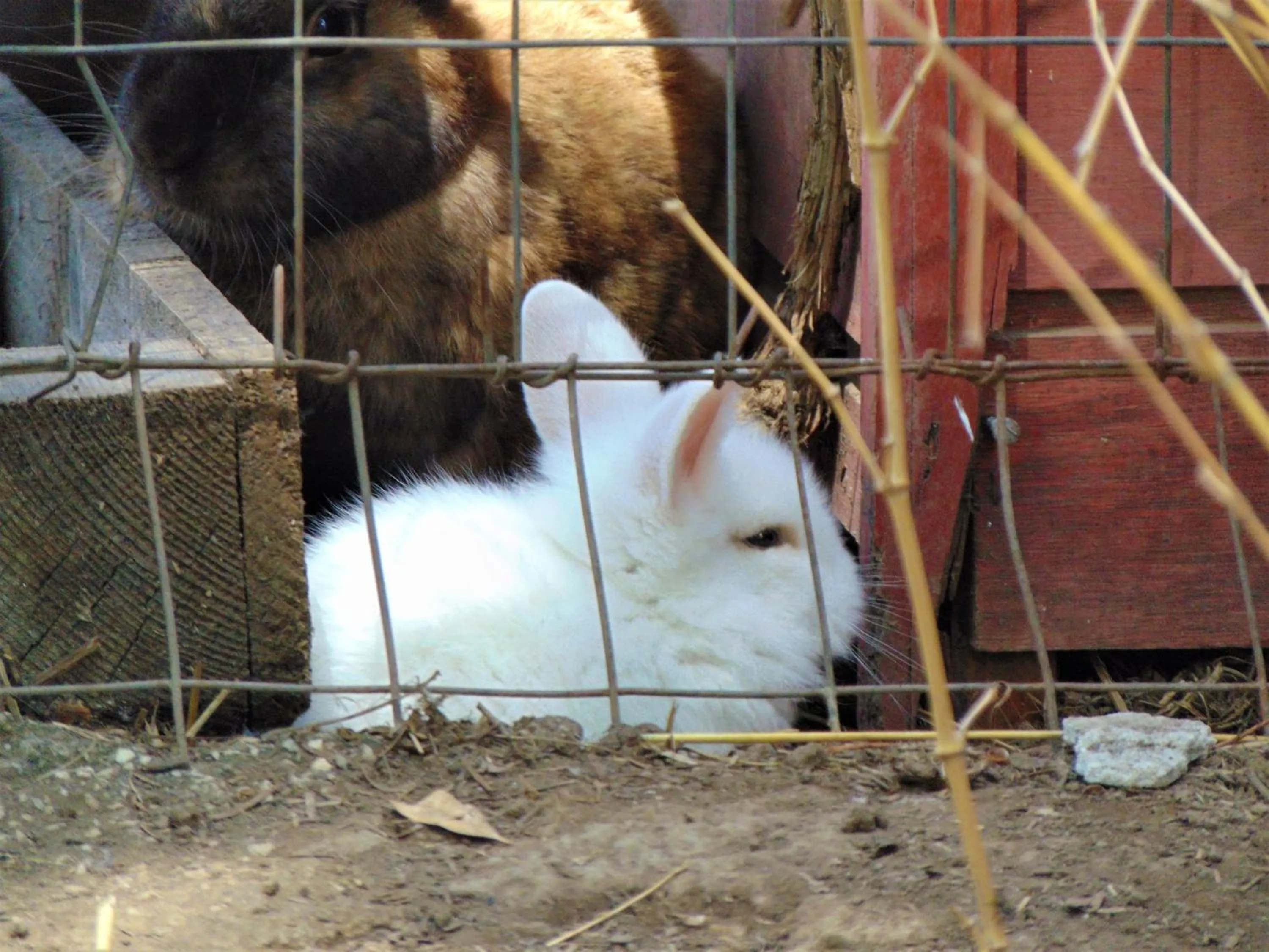 Animals in Casale Rurale