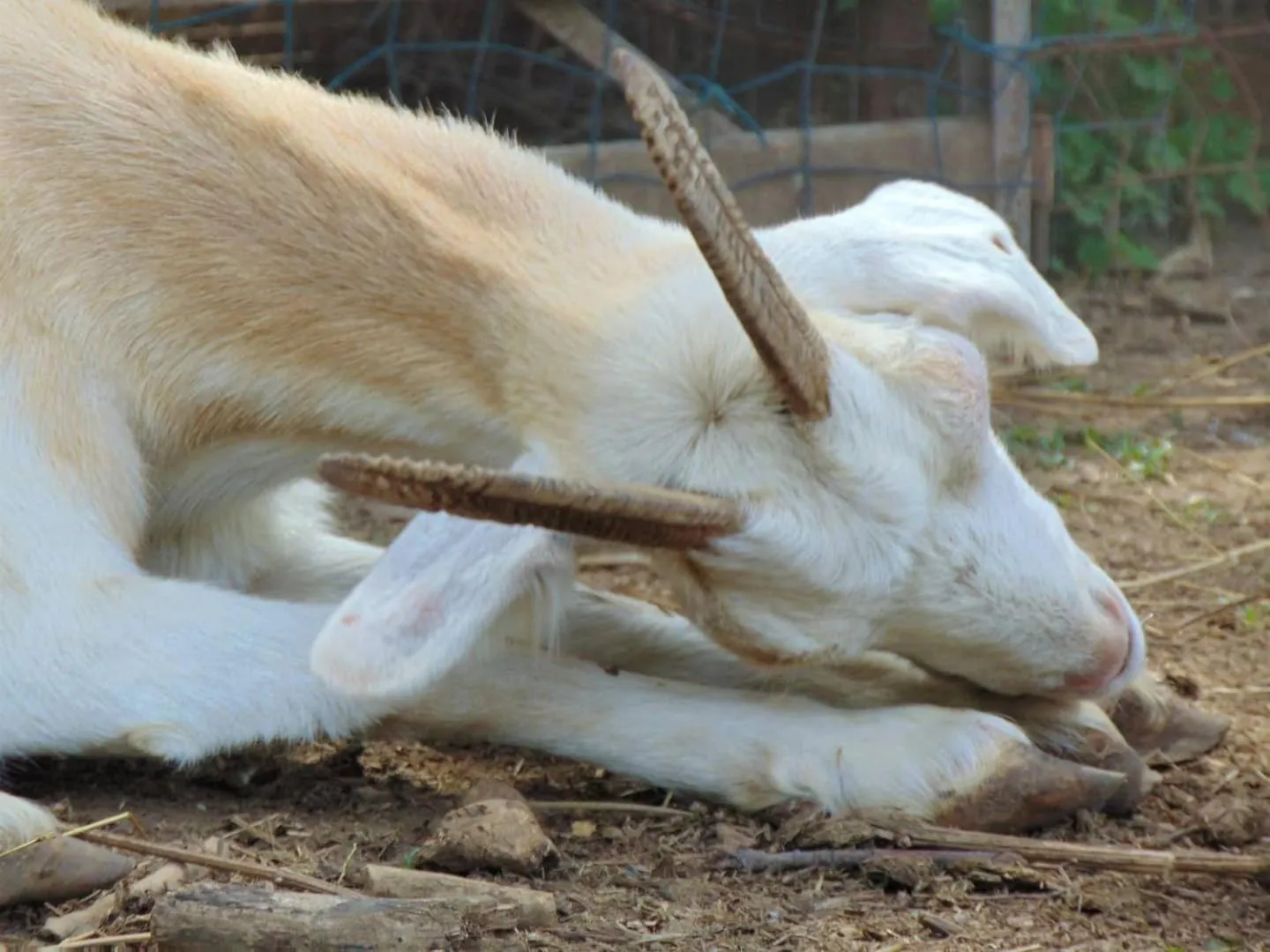 Animals in Casale Rurale