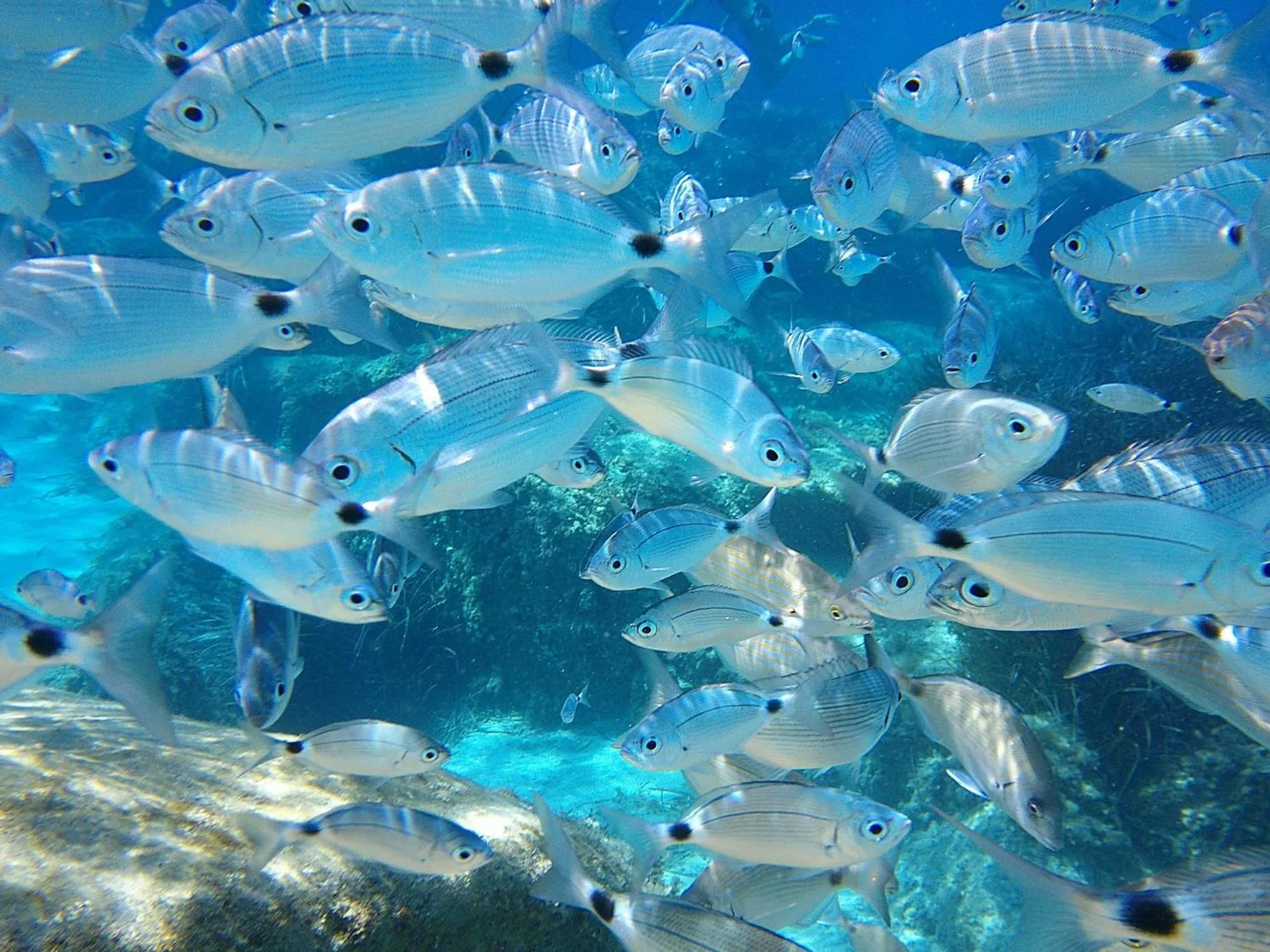Snorkeling in Residence la Chimera
