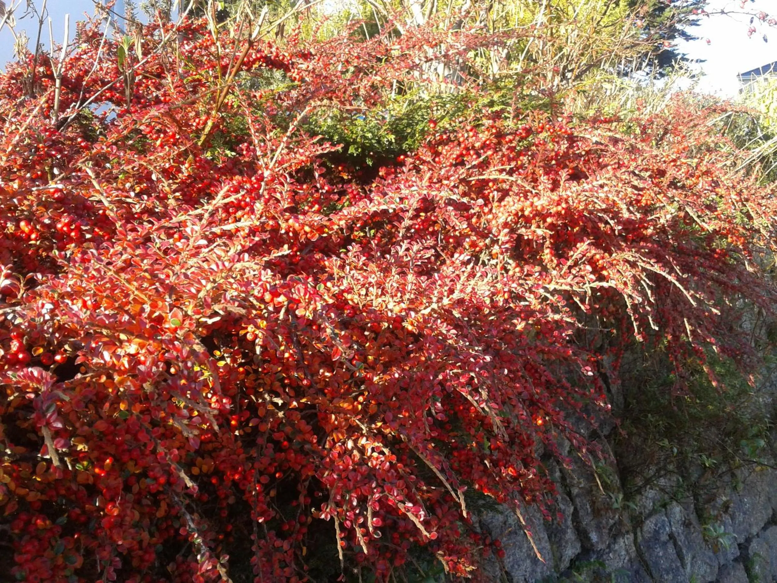 Garden view in Falmouth Lodge
