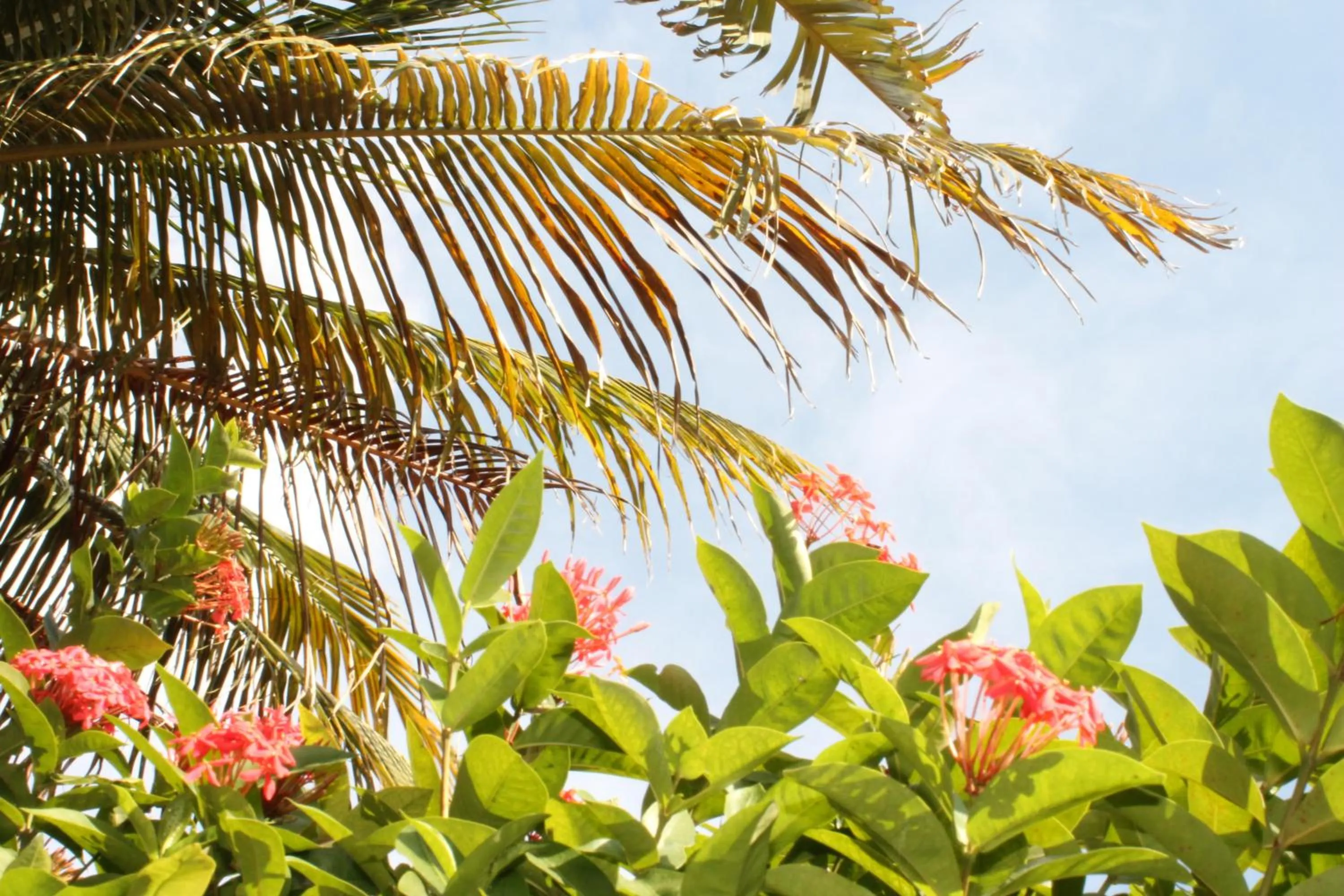 Garden view in Caribbean Flower Apartments