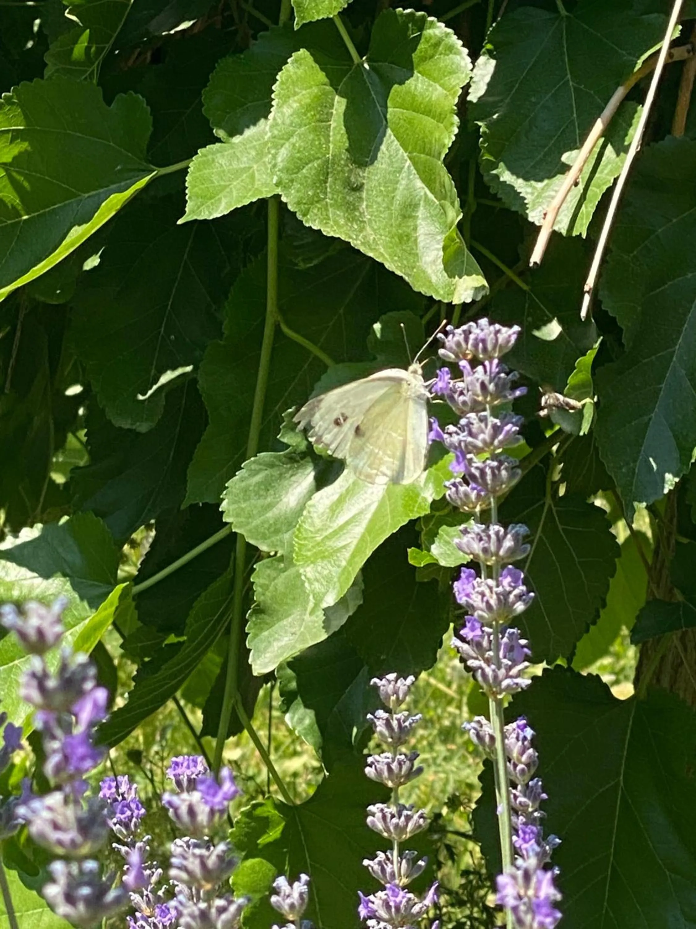Spring in Kemal's Guest House