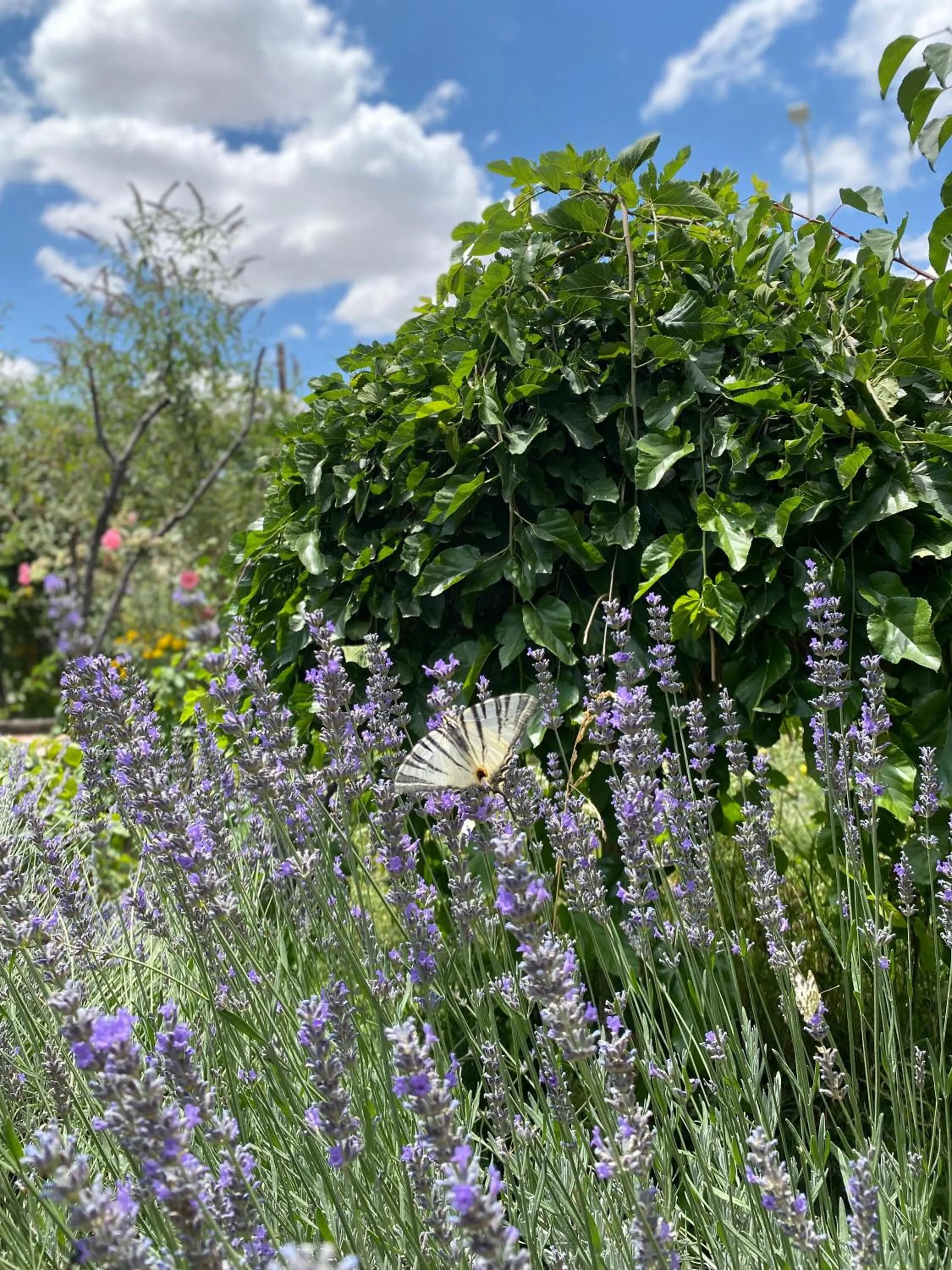 Spring in Kemal's Guest House