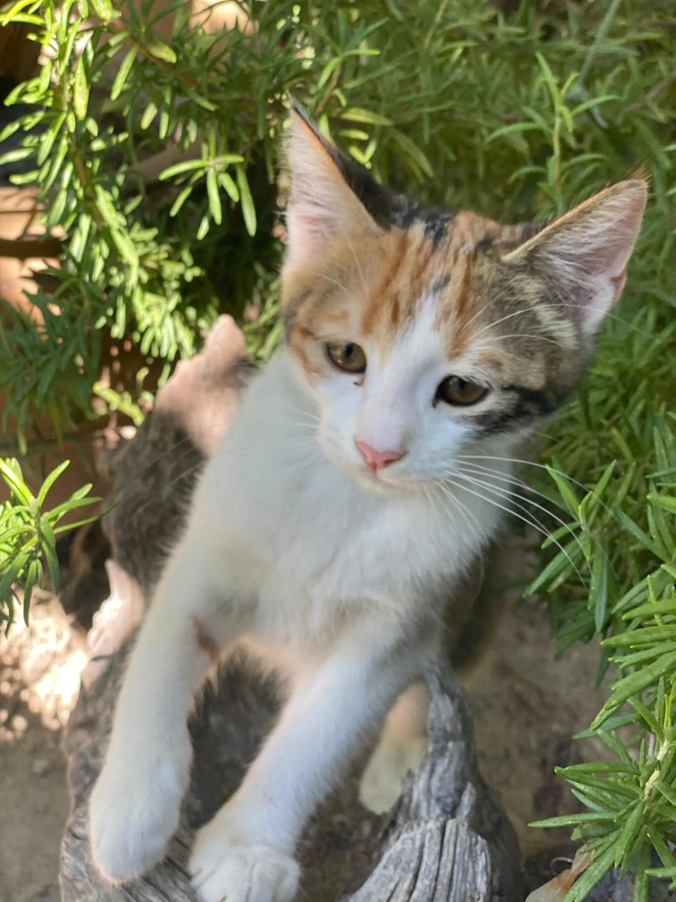 Pets in Kemal's Guest House