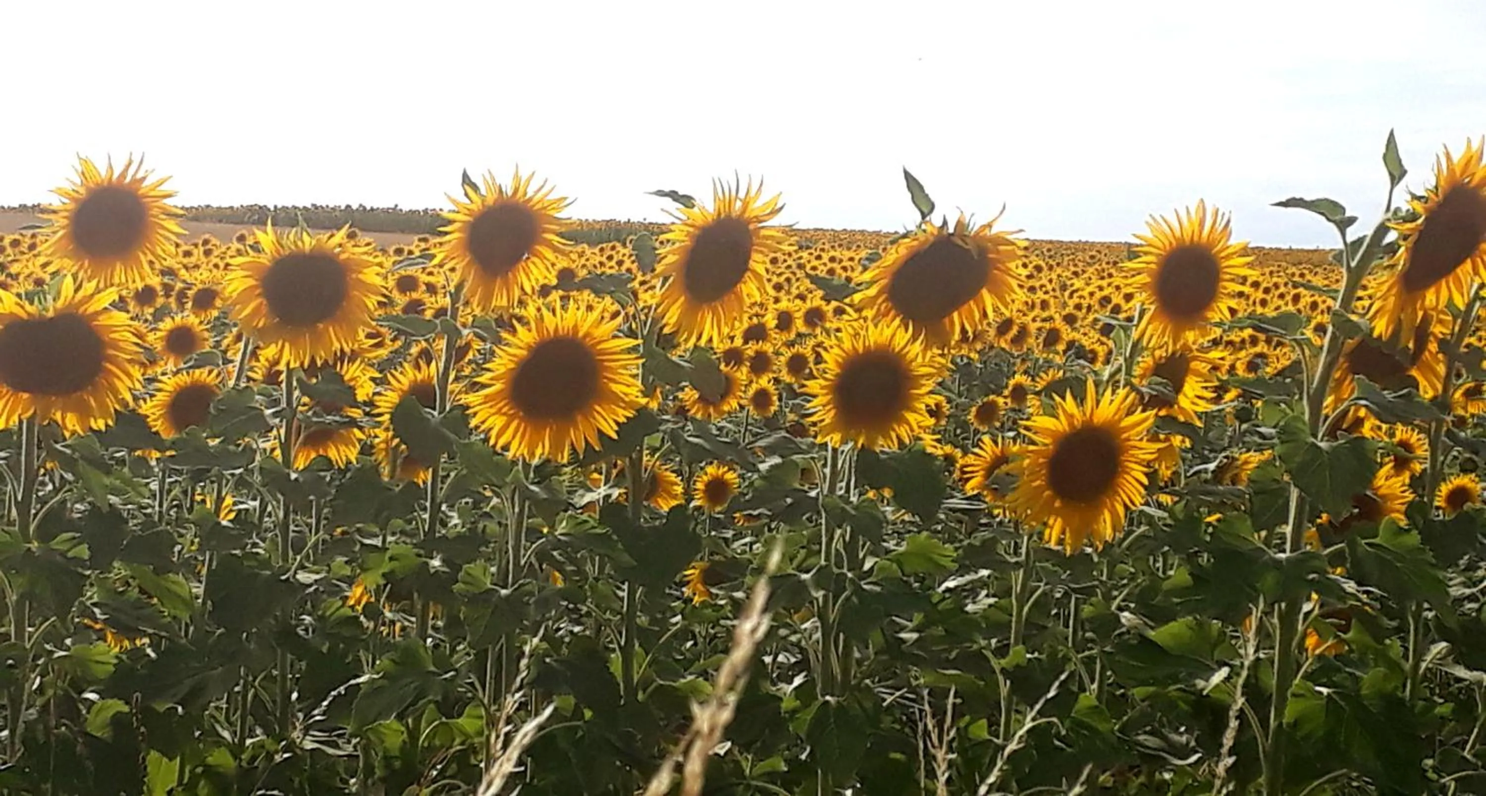 Le Petit Coin de Charme