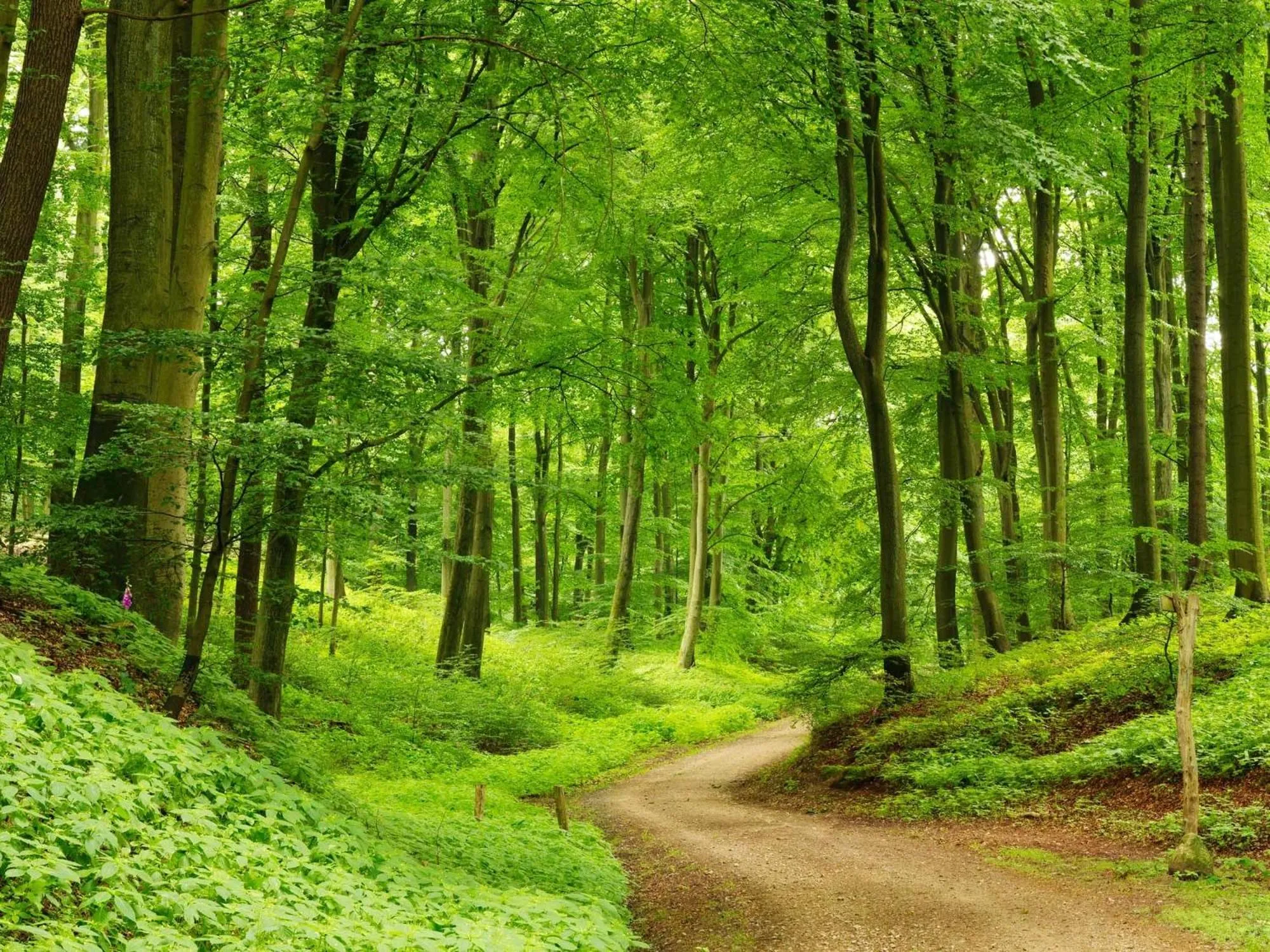 Natural landscape in Schurwald Hotel