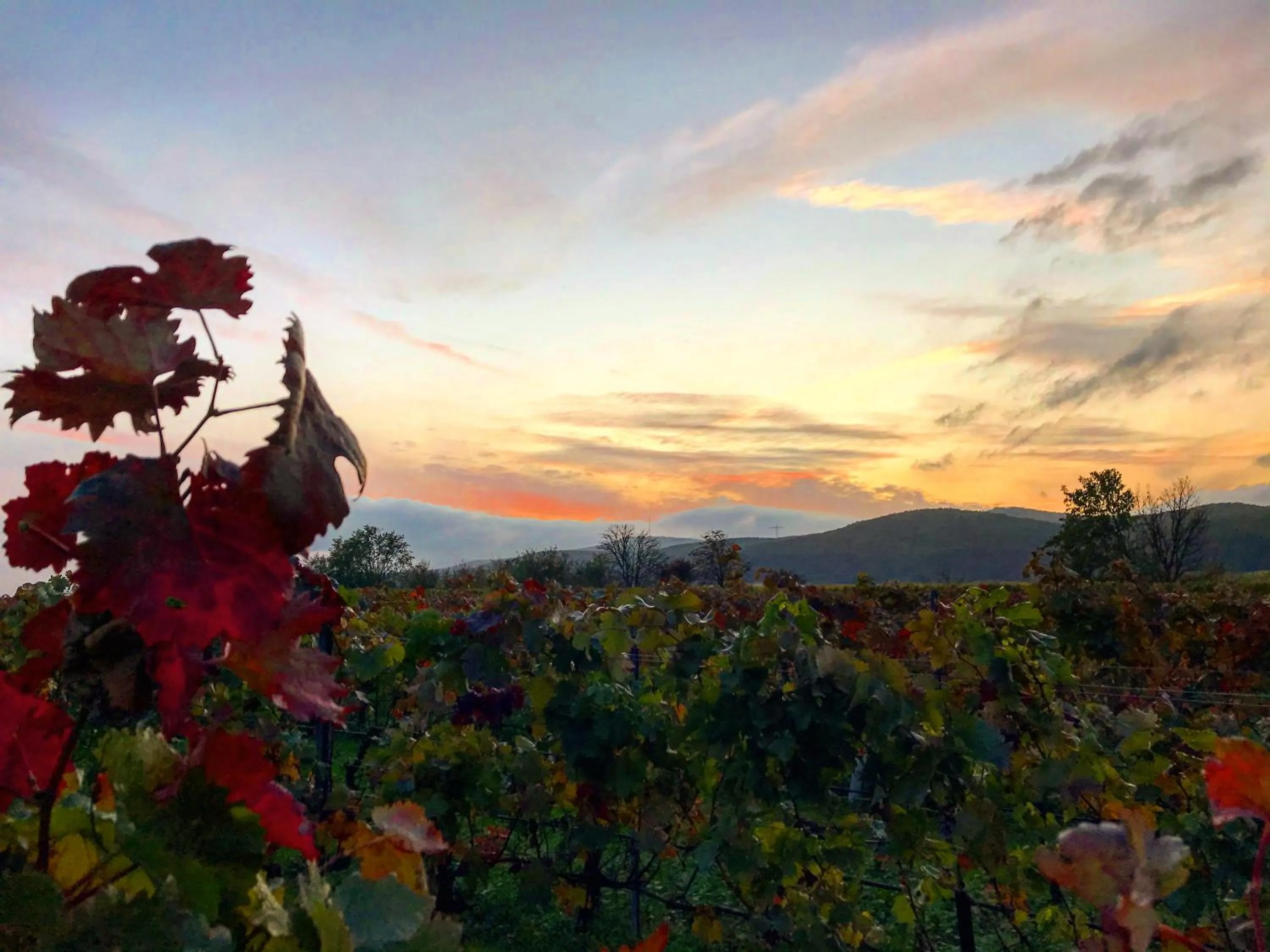 Natural landscape in MAXX by Steigenberger Deidesheim