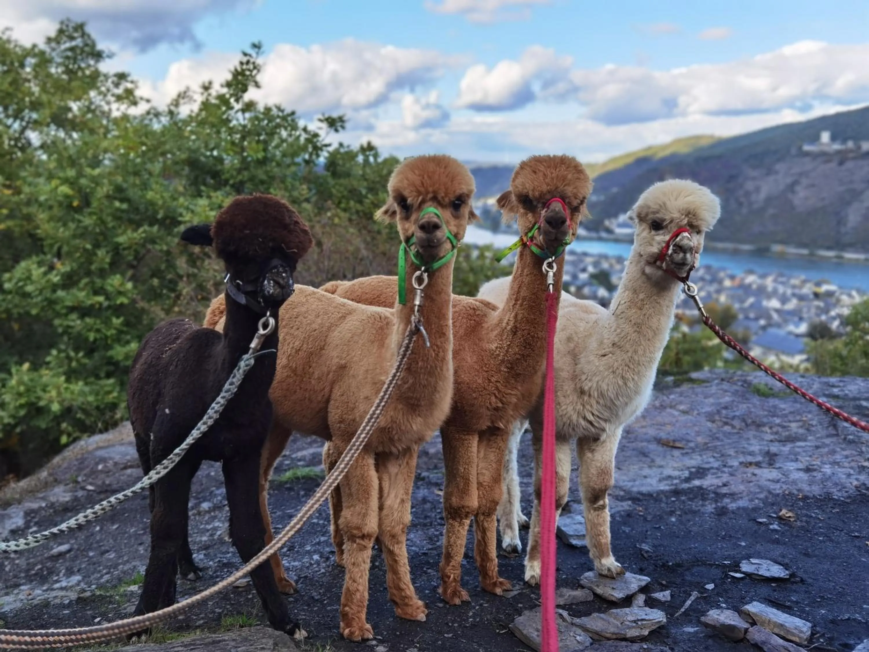 Spa and wellness centre/facilities in PARK VILLA zentral am Mittelrhein Zimmer&Apartments Self check in Aparthotel