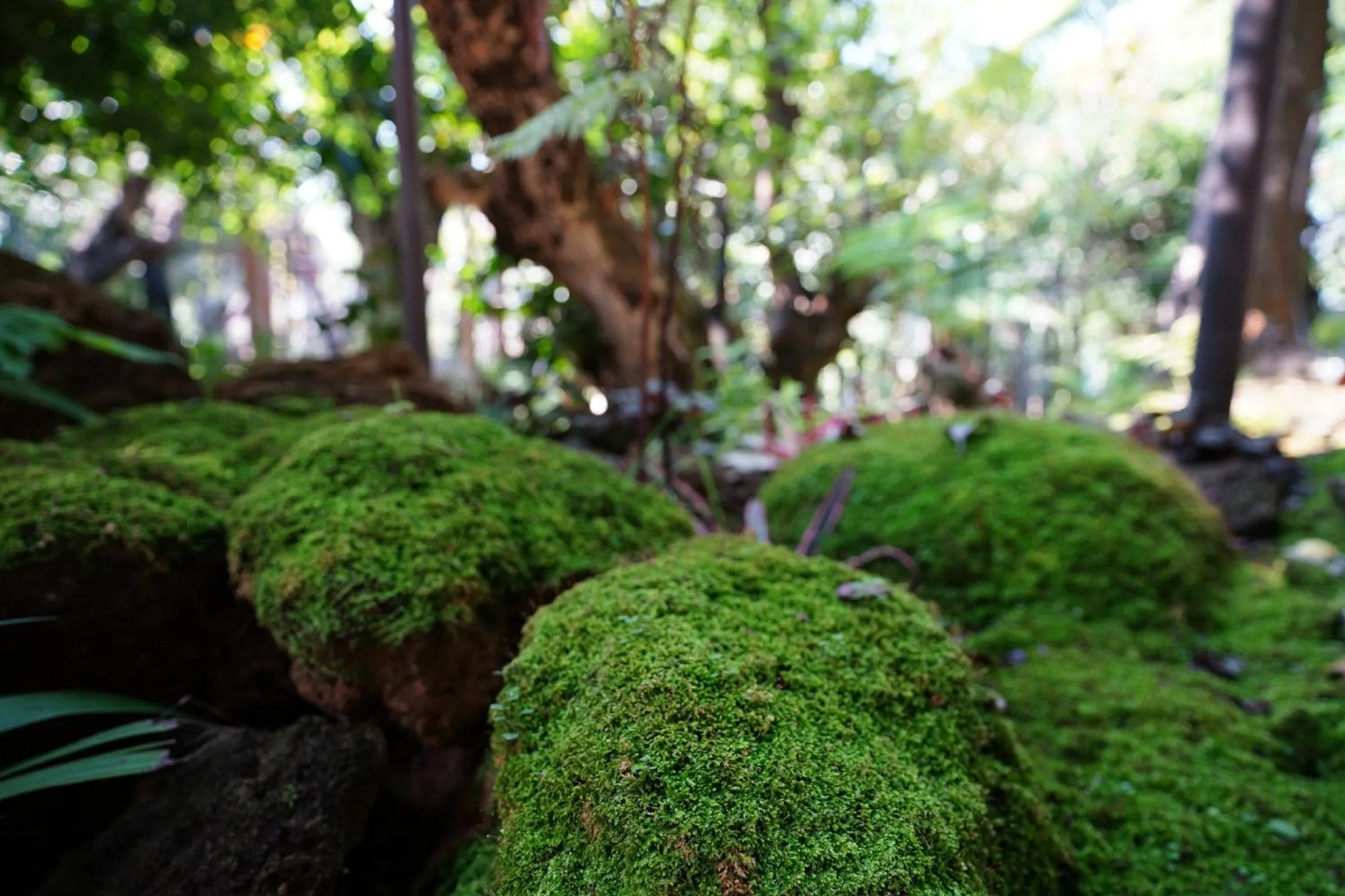 Garden in Treescape Resort Chiangmai