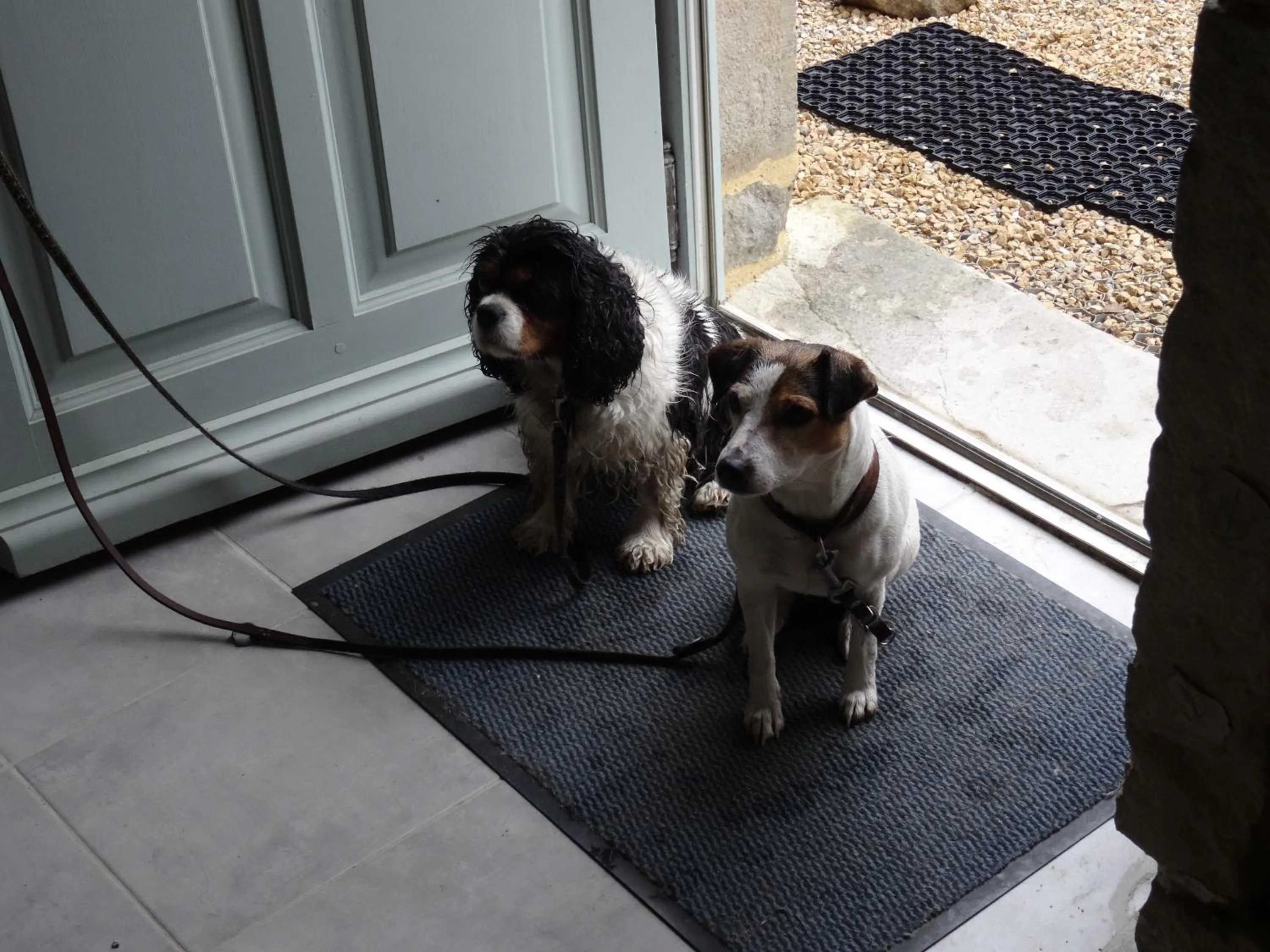 Pets in Datcha Bourguignonne, Chambres & Gîte