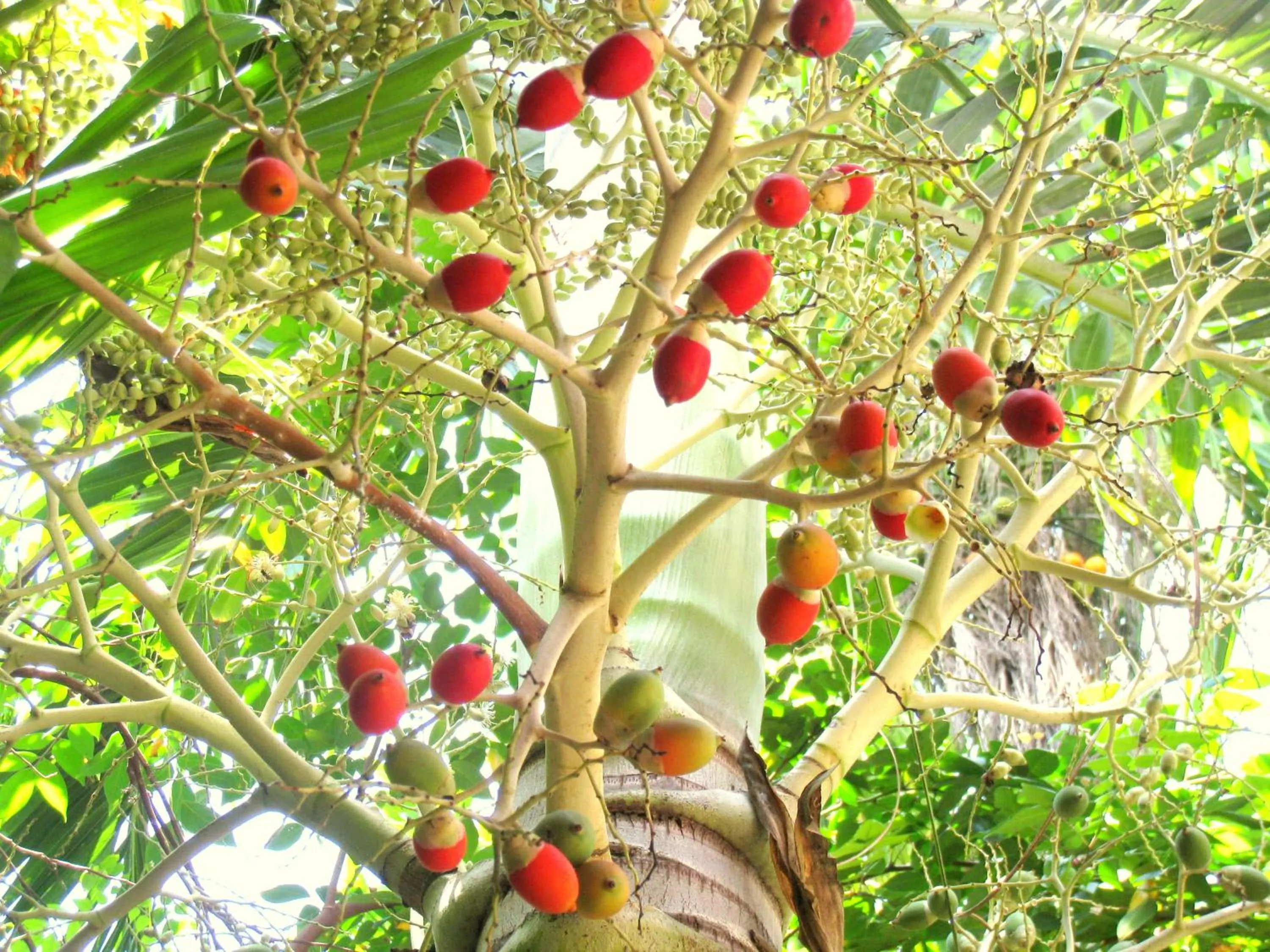Garden in Hoang Kim Golden Resort