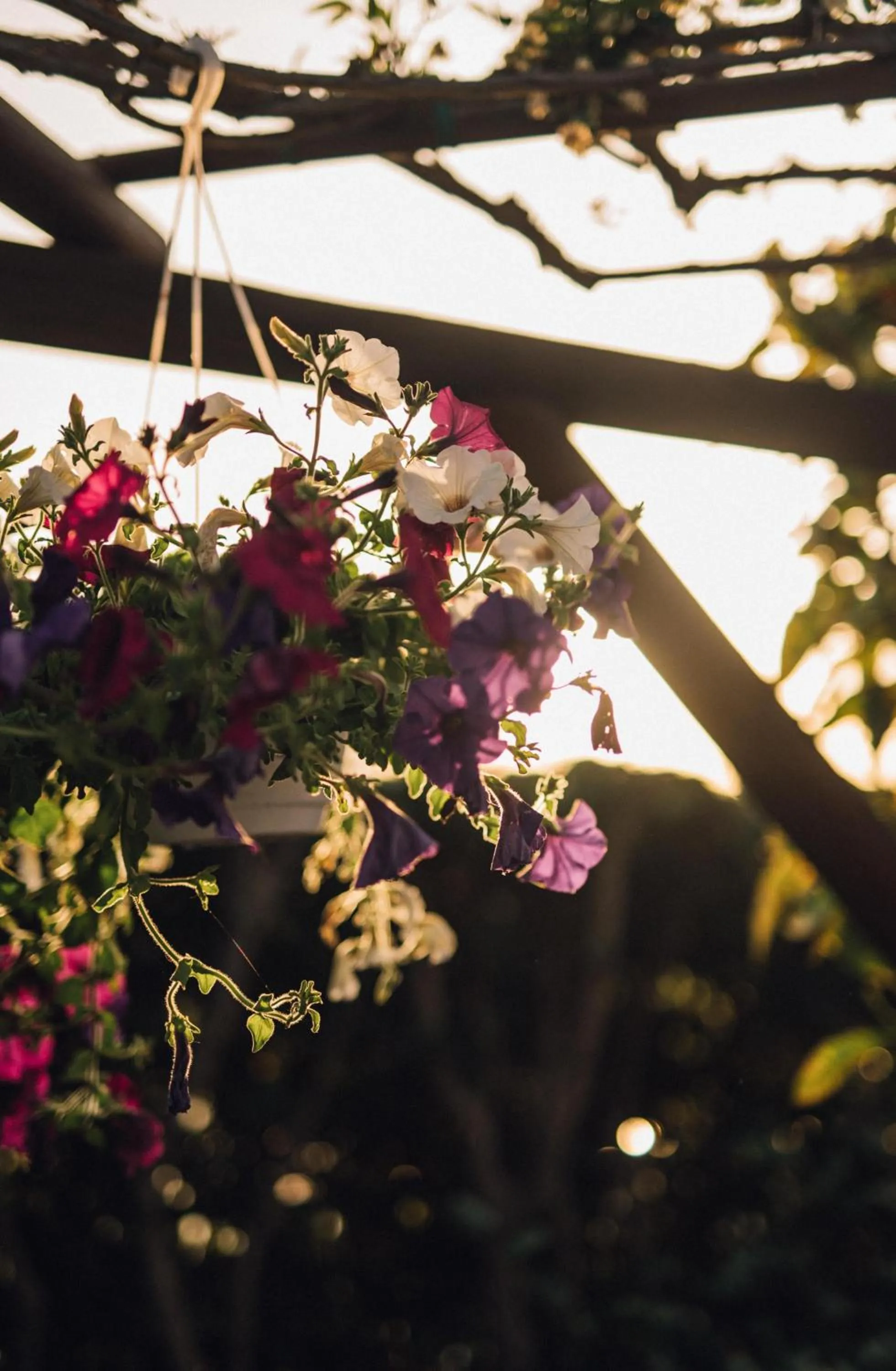 Garden in Hotel Villa Maria