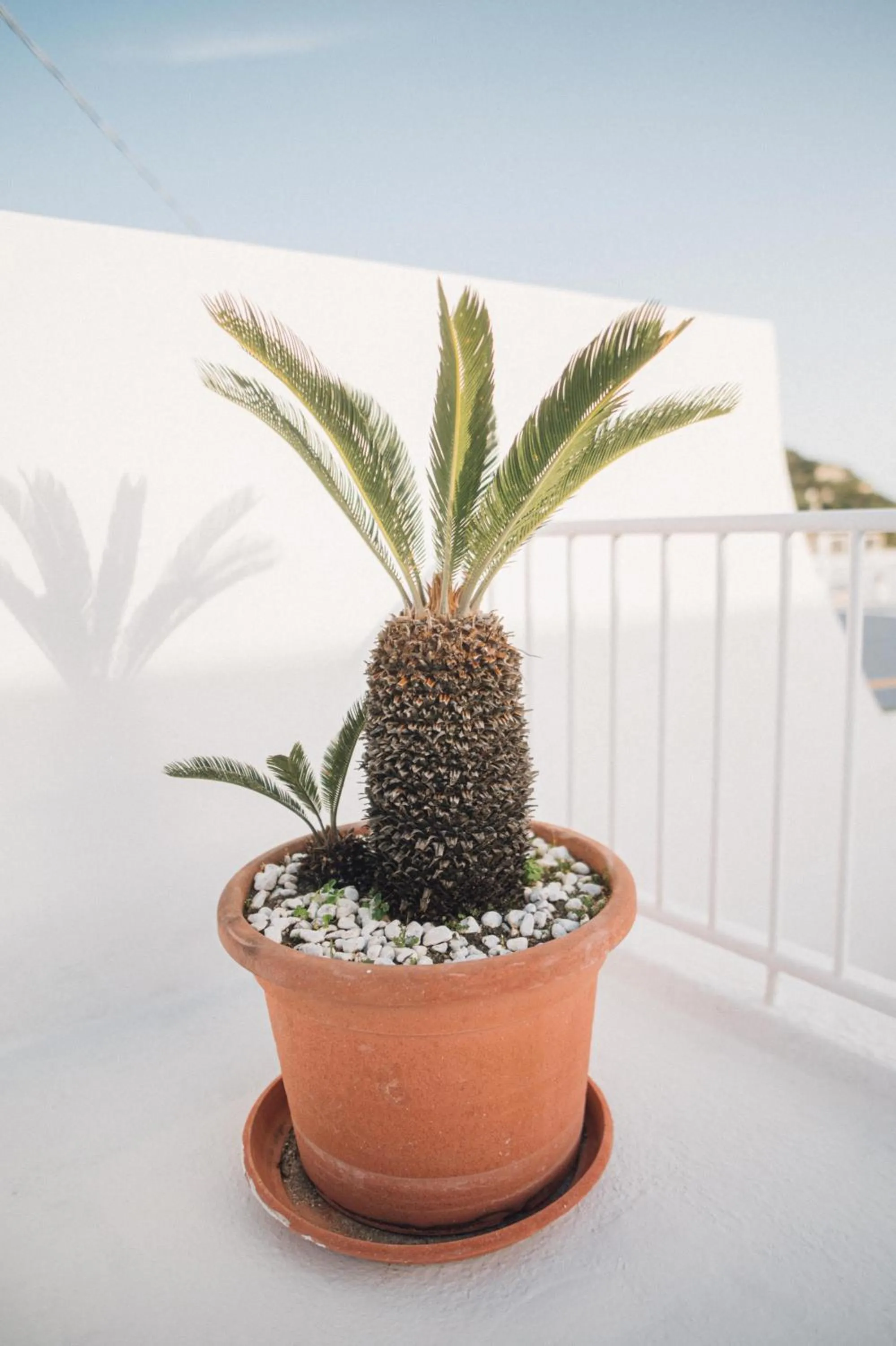 Garden in Hotel Villa Maria