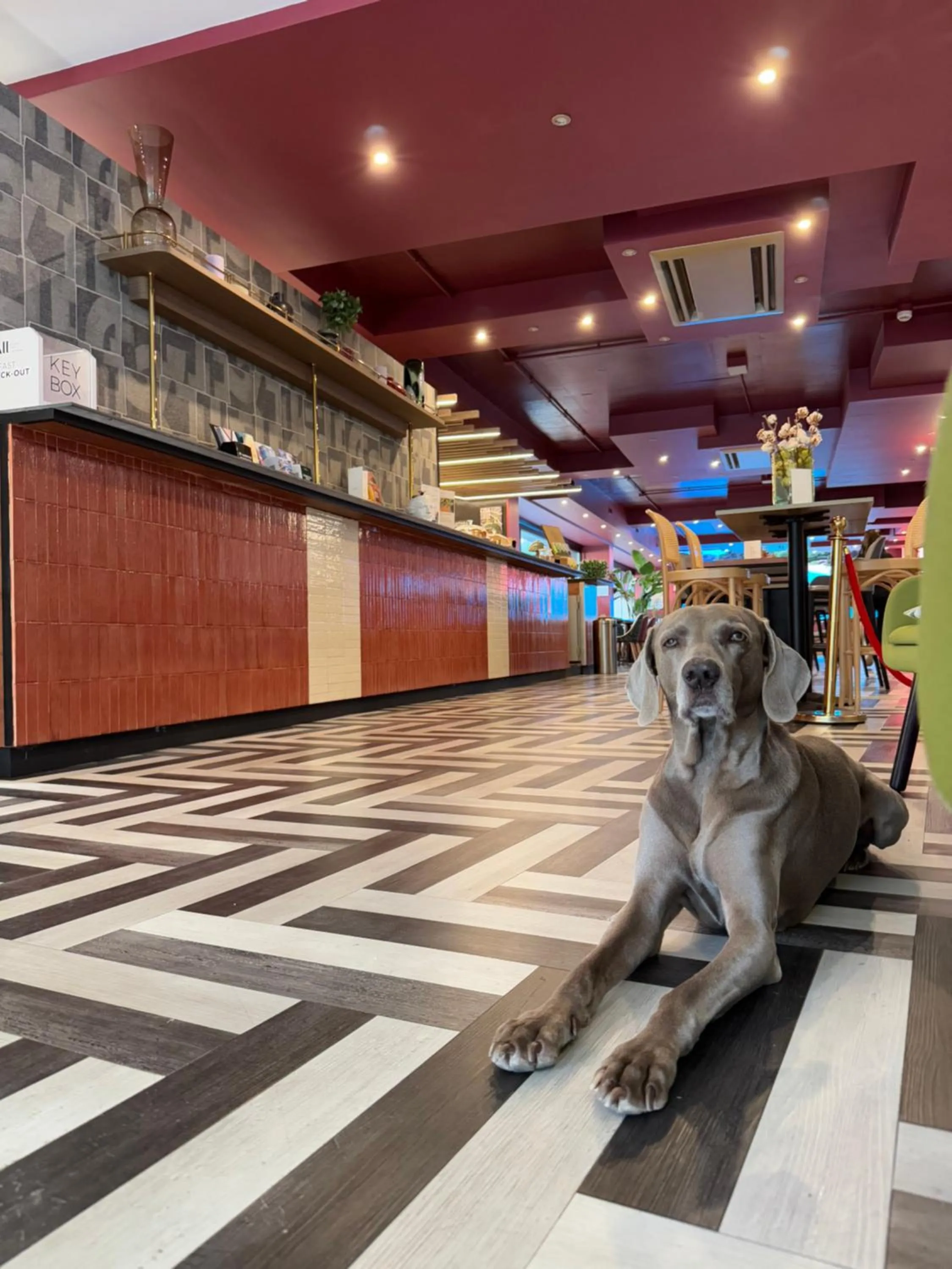 pet friendly in Mercure Roma Cinecittà