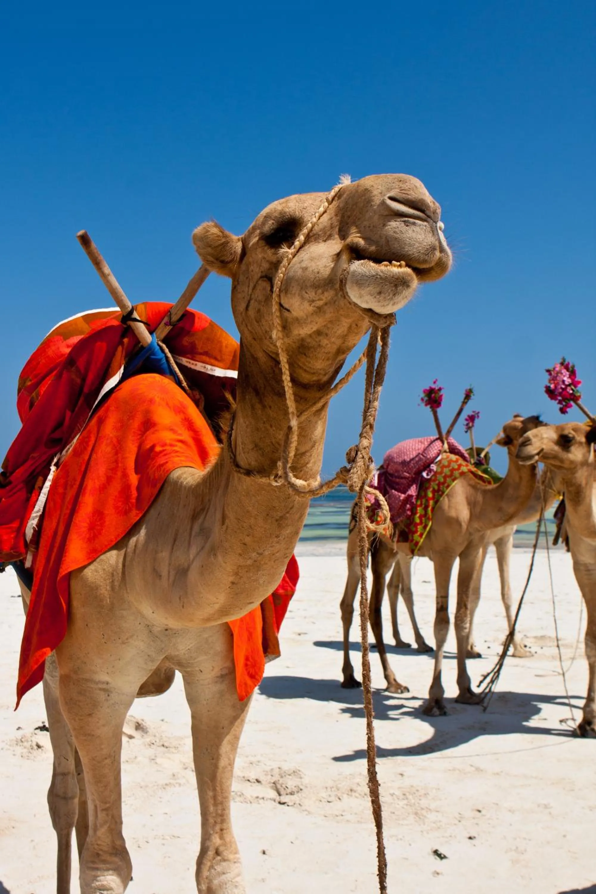 Animals in Leopard Beach Resort and Spa