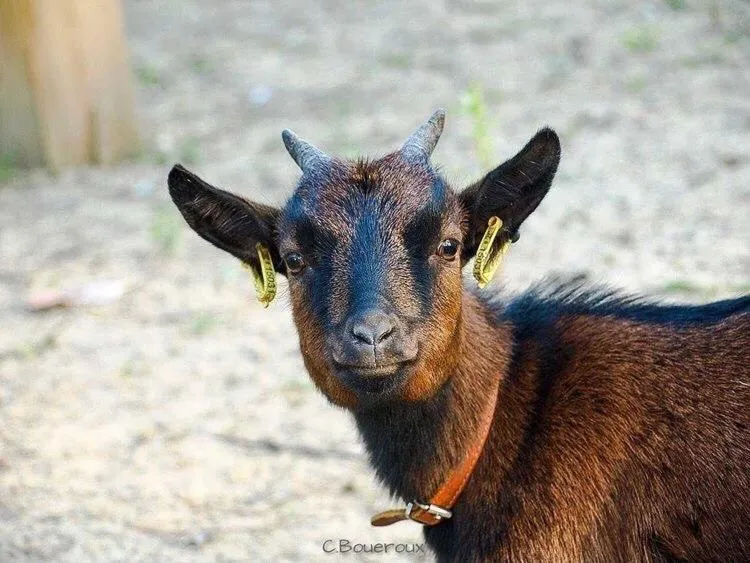Pets in L'échappée Saline