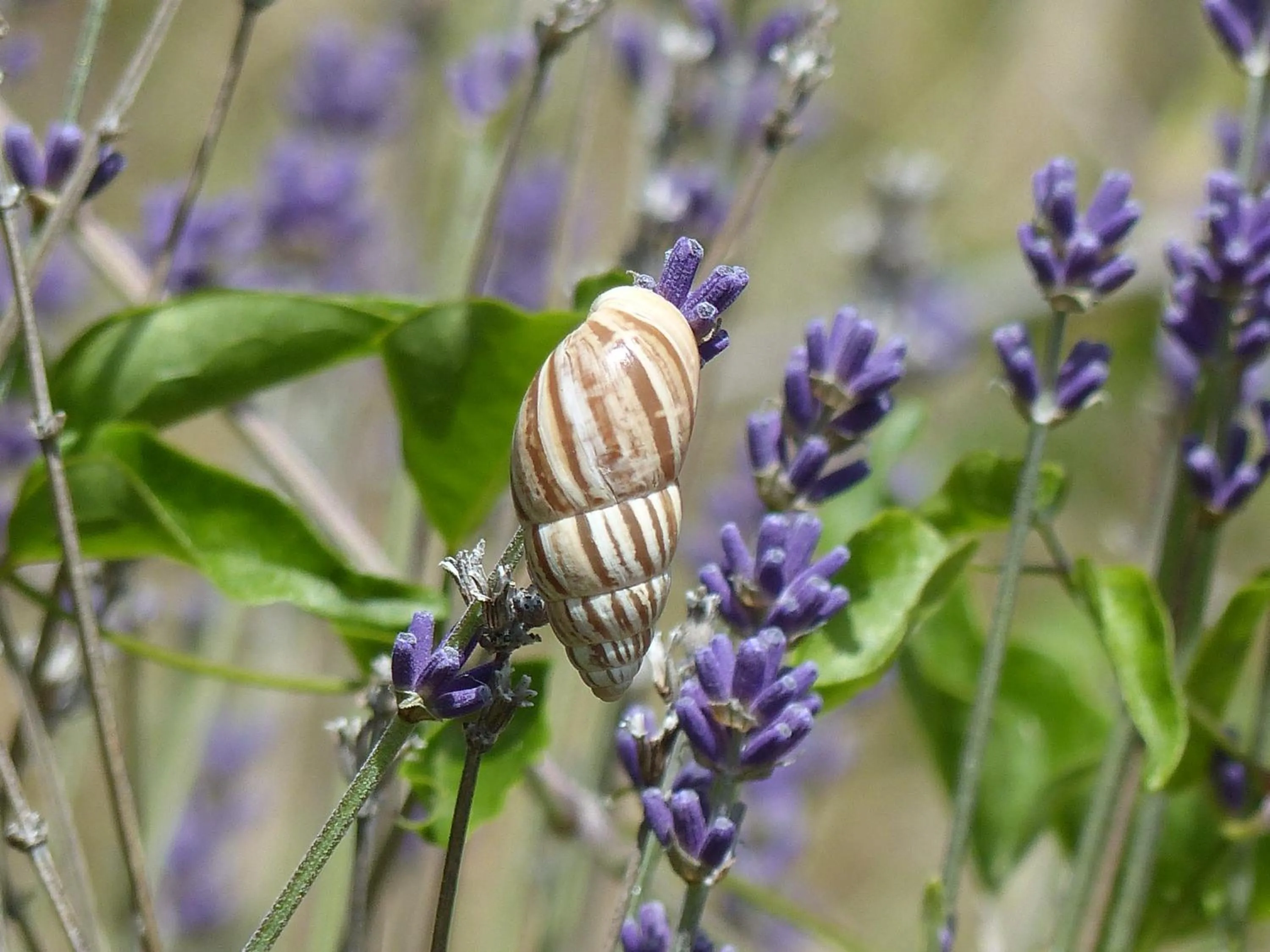 Natural landscape in Malia - Chambres d'hôtes & Gîte