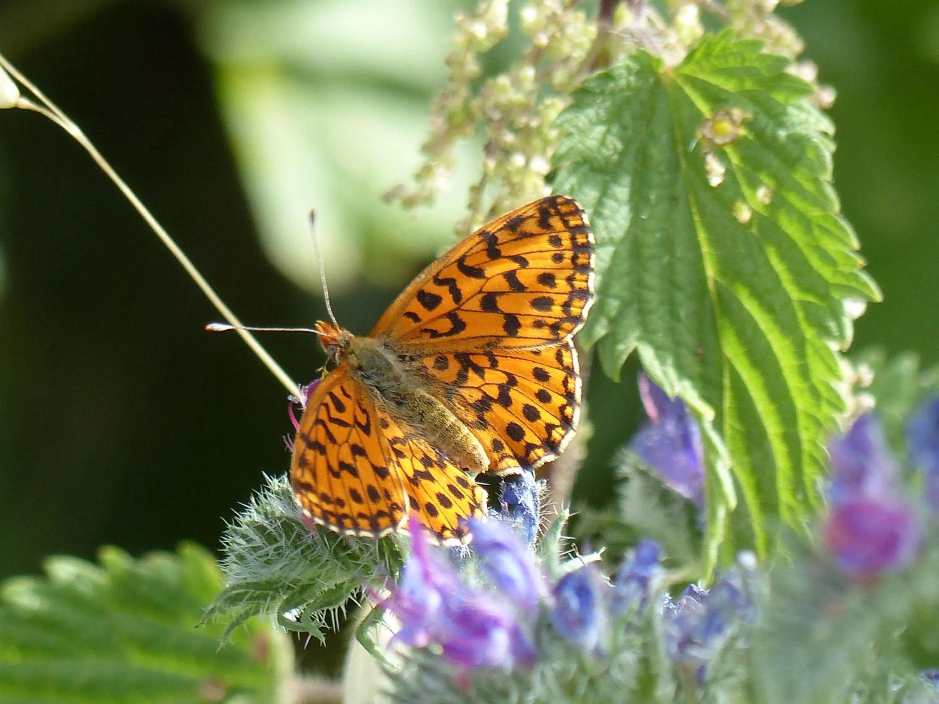 Natural landscape in Malia - Chambres d'hôtes & Gîte