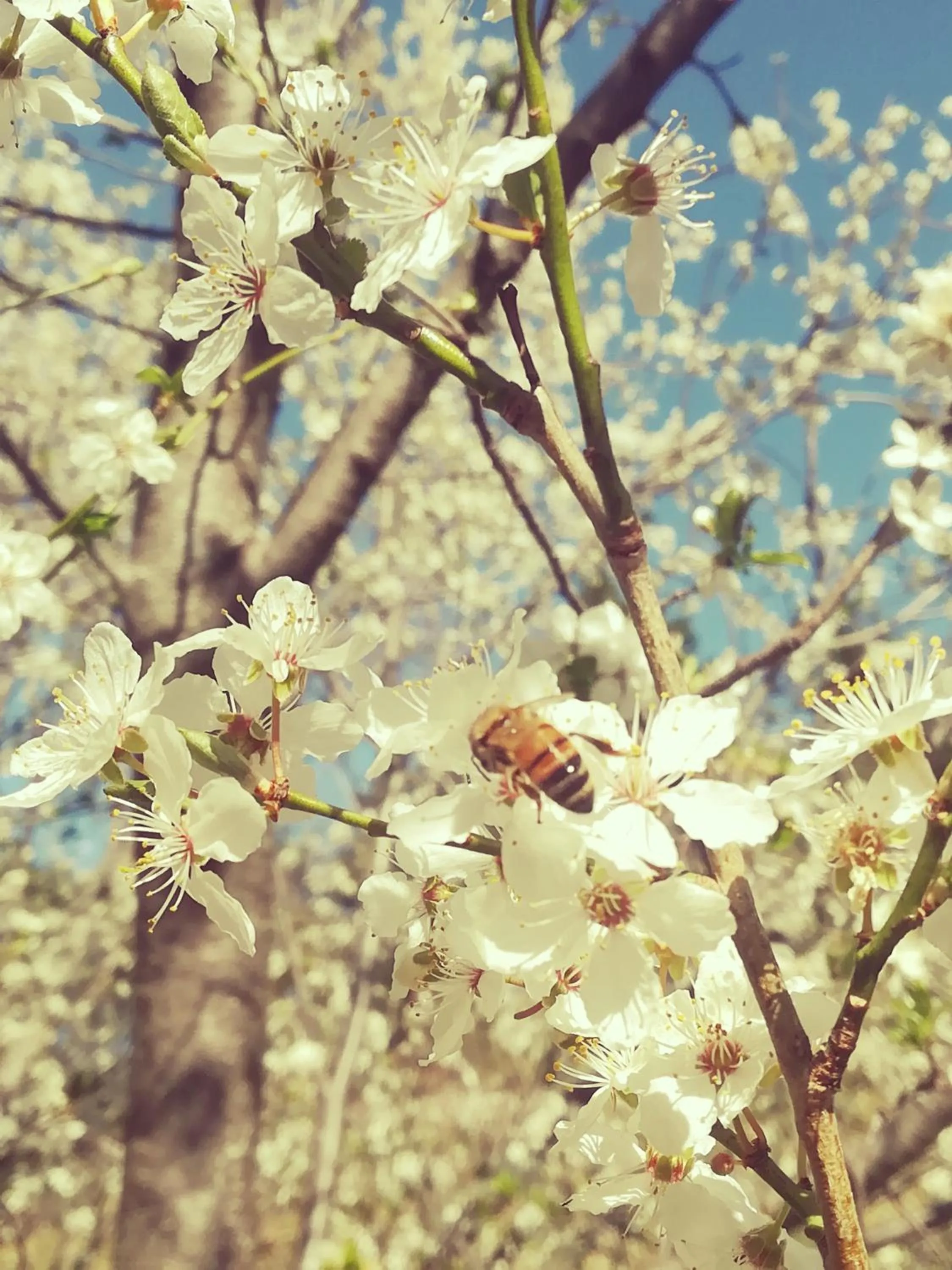 Garden in Malia - Chambres d'hôtes & Gîte