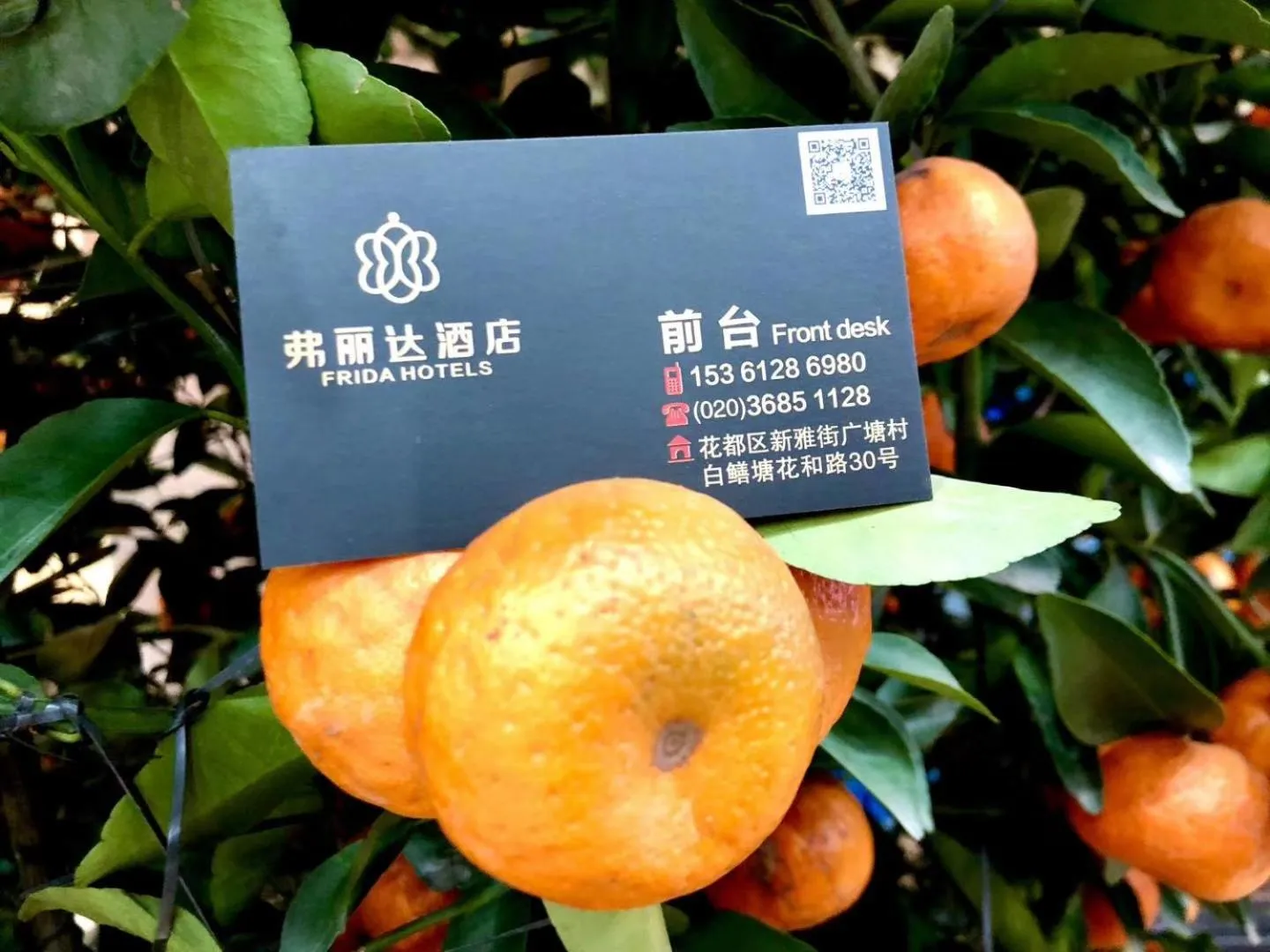 Food and drinks in Frida Hotels Guangzhou Baiyun International airport