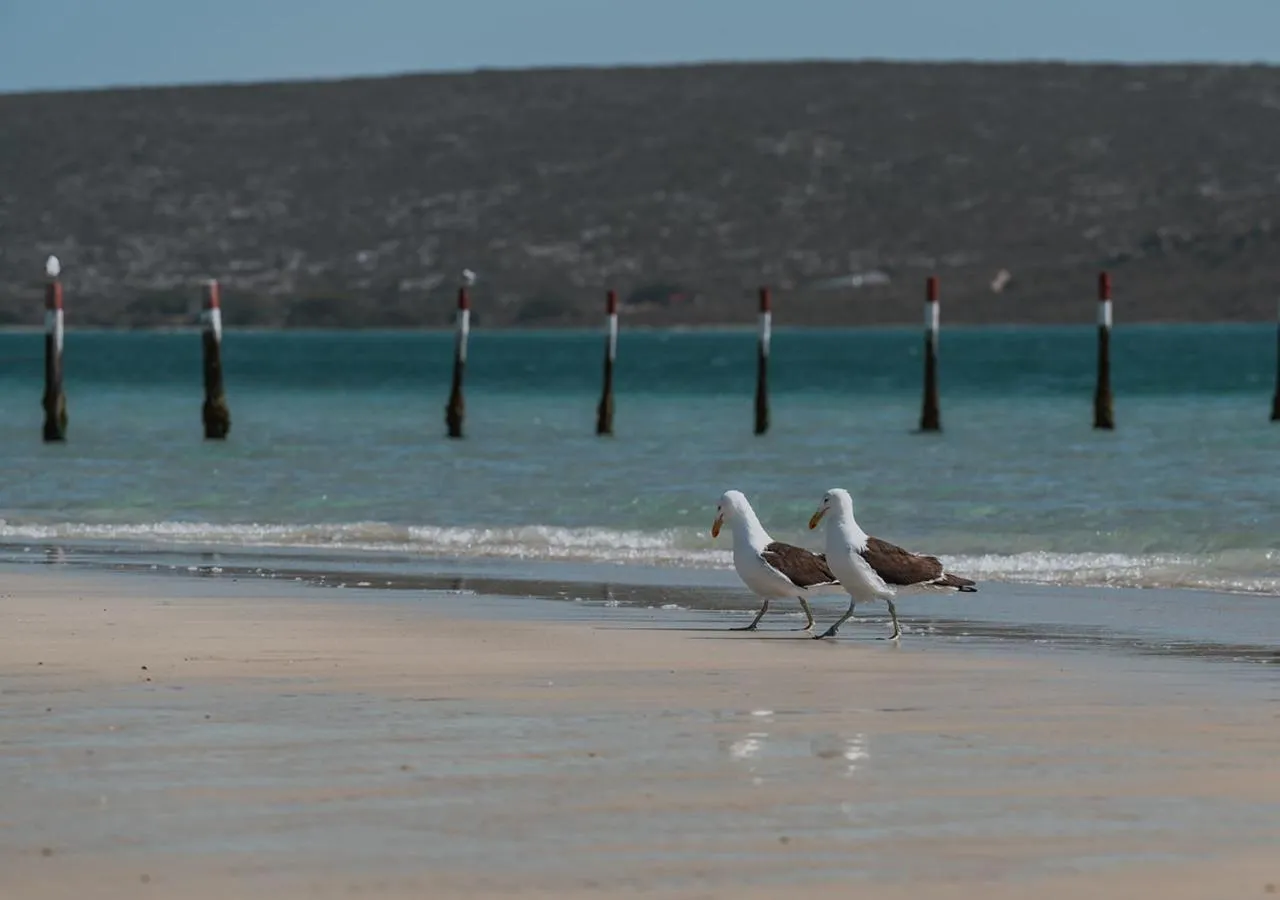 Beach in The Shark Bay Boutique Hotel & Spa