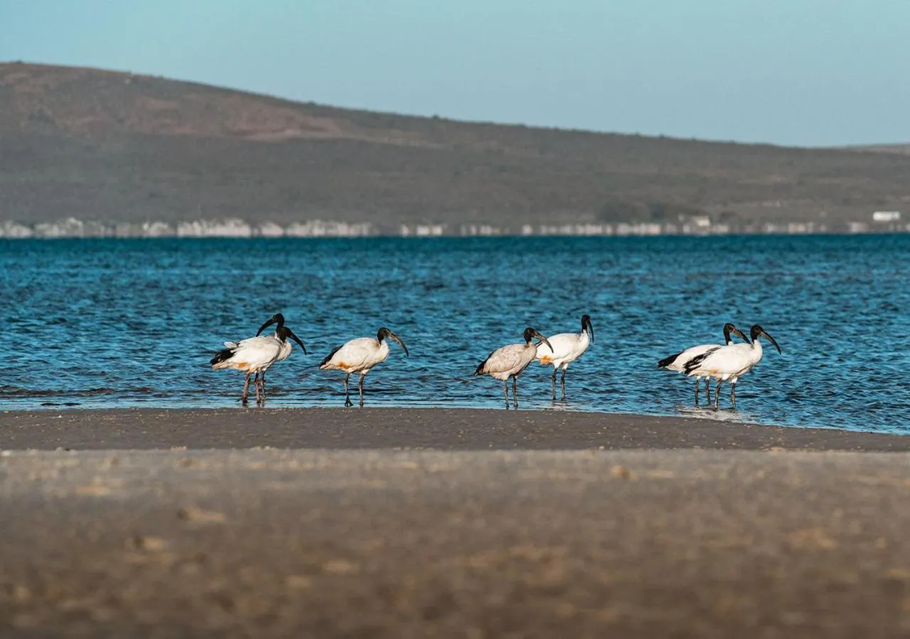 Beach in The Shark Bay Boutique Hotel & Spa