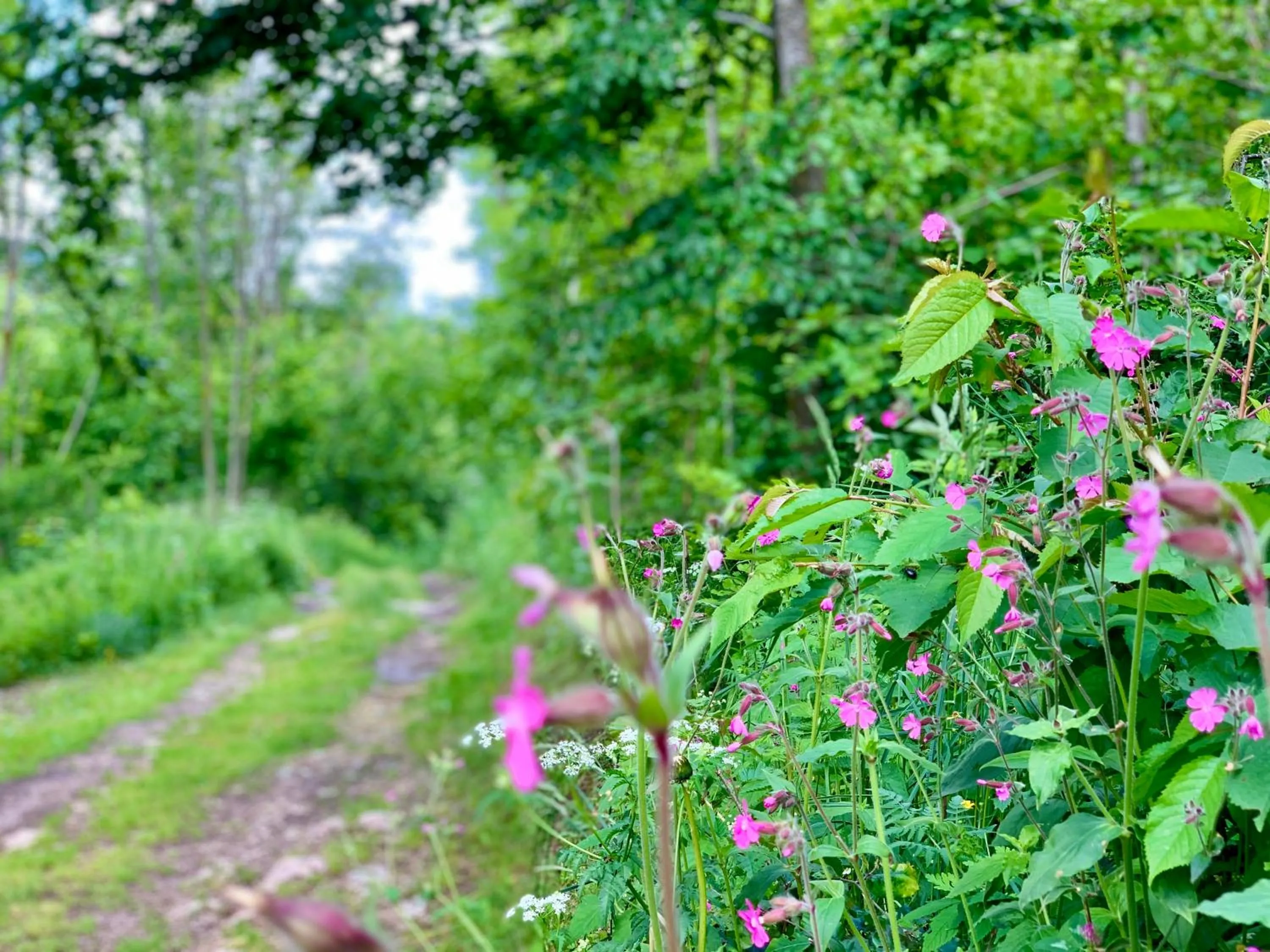 Natural landscape in Giulio Mountain B&B