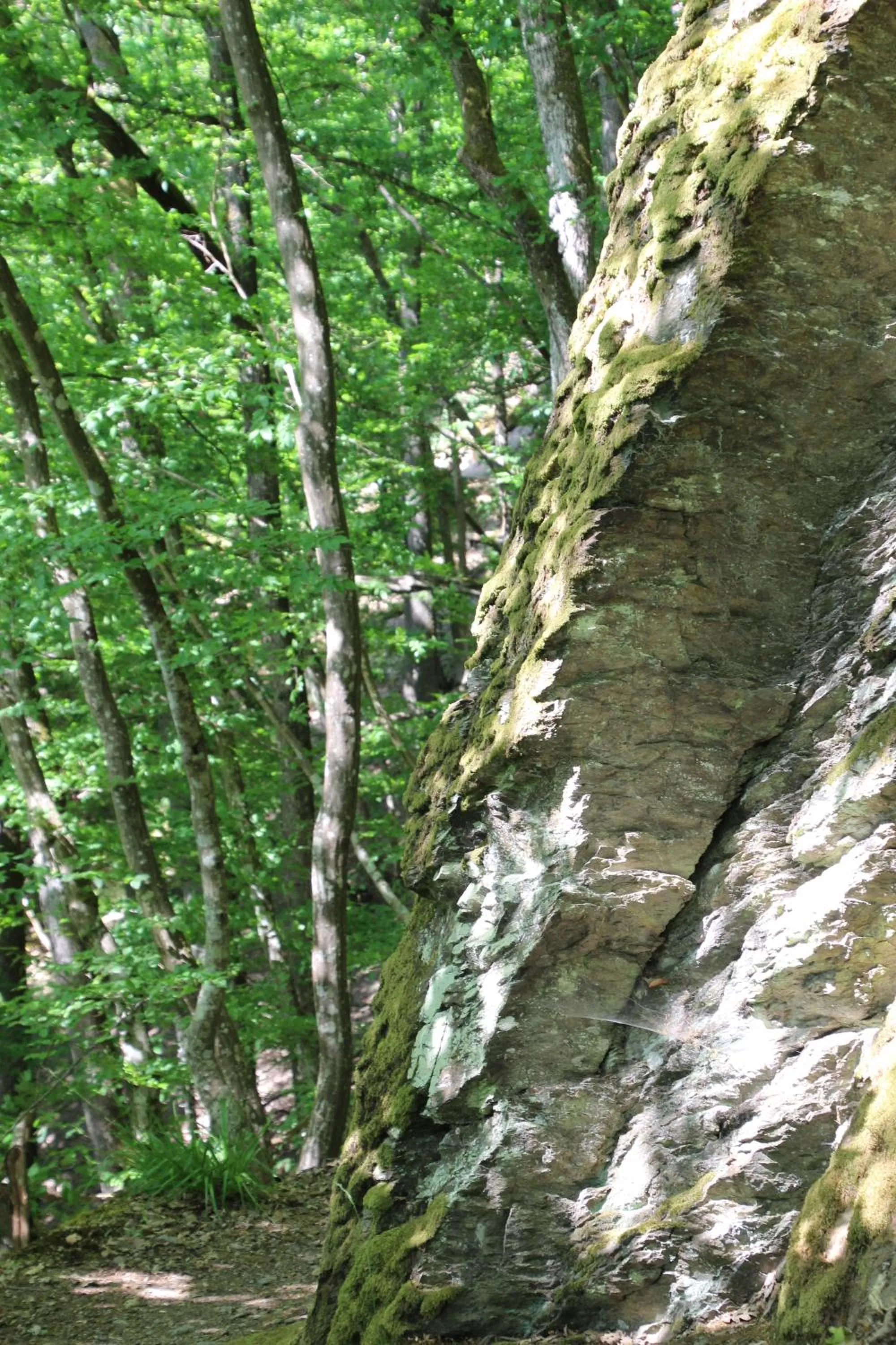 Natural landscape in Hotel Fürstenhof Bad Bertrich