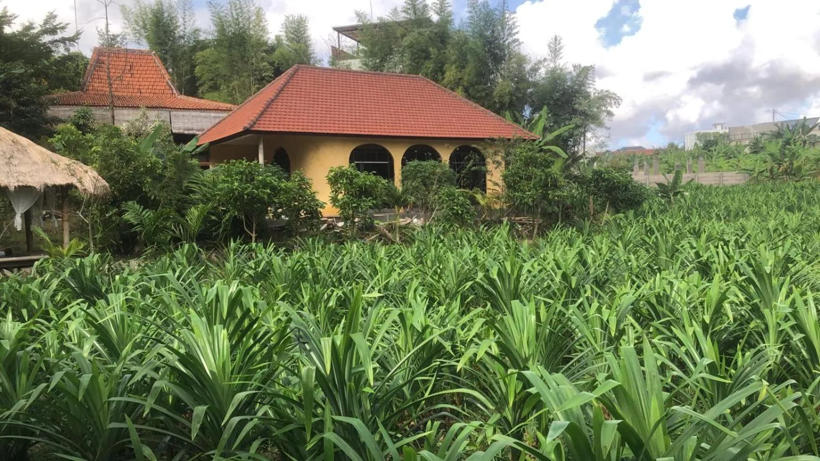 Property building in Ubuntu Bali Eco Yoga Retreat - CANGGU