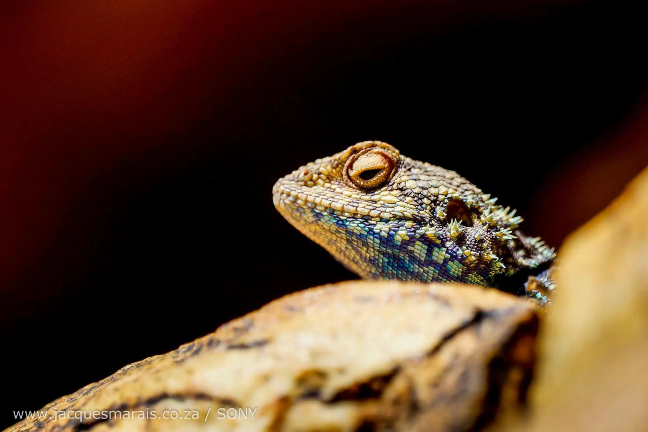 Animals in Kagga Kamma Eco Lodge & Spa