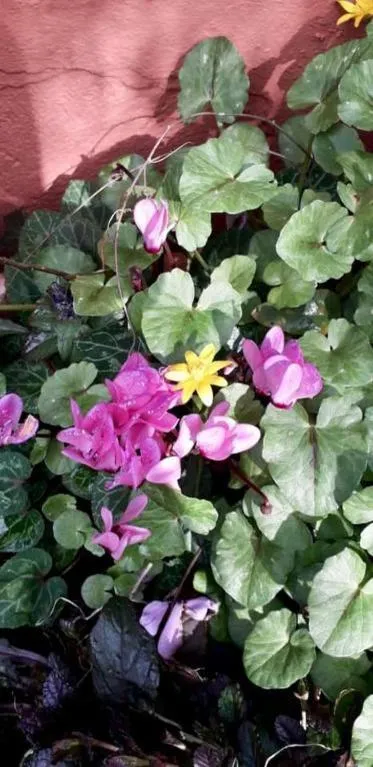 Gli Ulivi Bed & breakfast