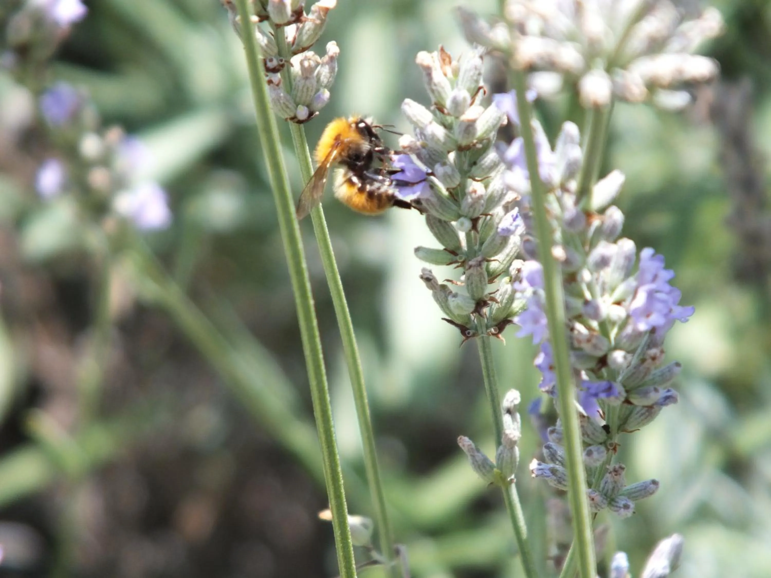 Gli Ulivi Bed & breakfast