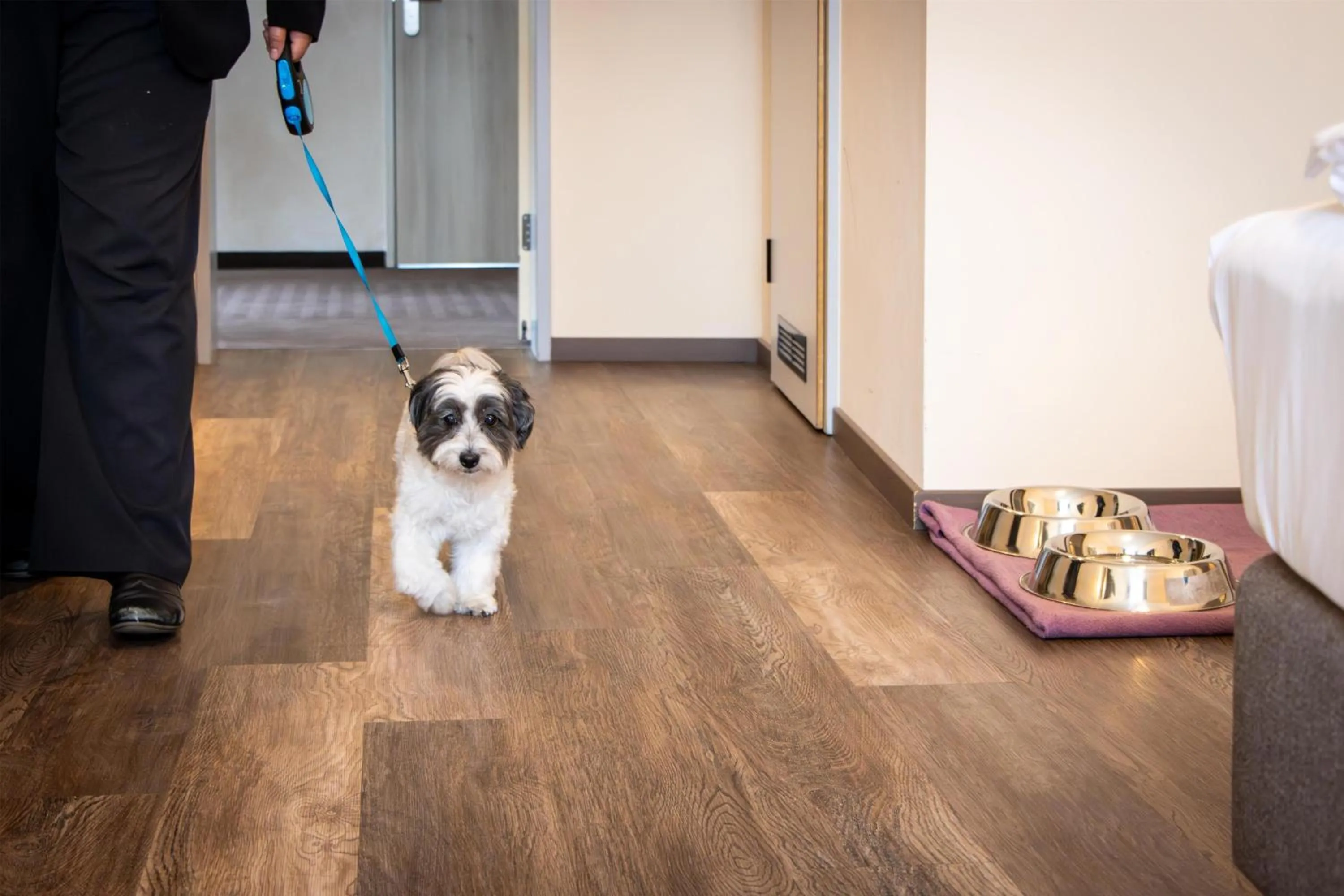 Pets in Best Western Plus Palatin Kongresshotel