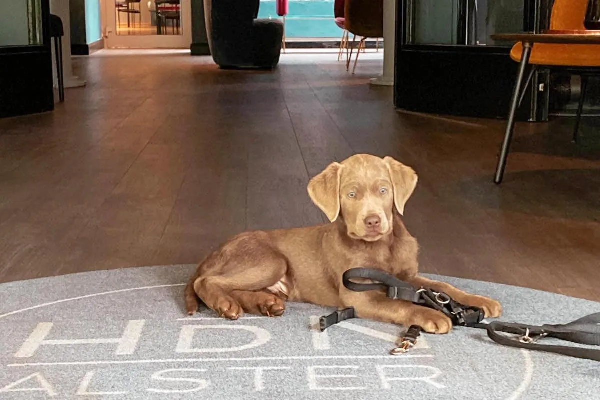 Pets in Hotel du Nord Alster - auf der Uhlenhorst - SELF CHECK-IN