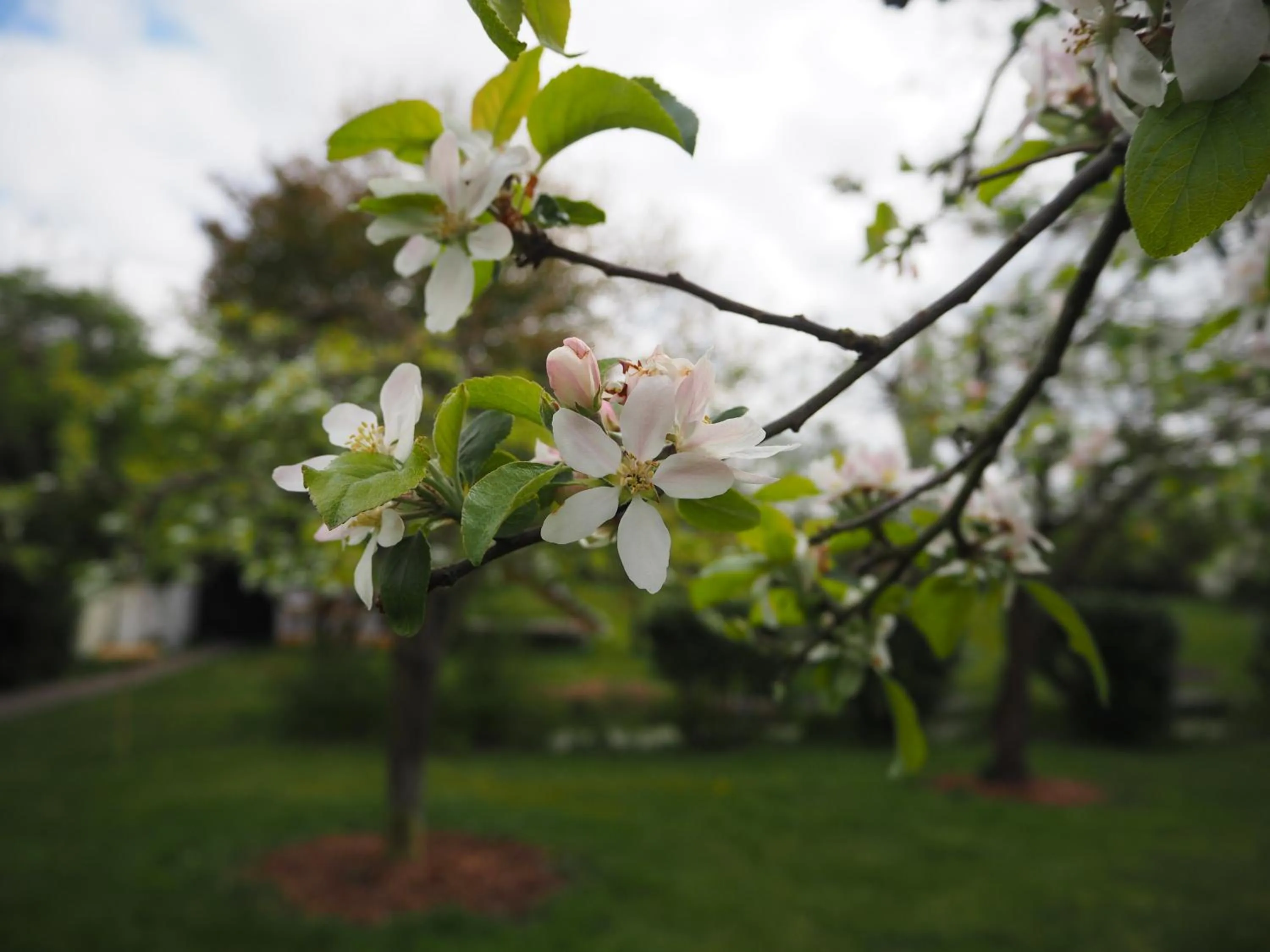 Garden in Bed & Brochje Burgum