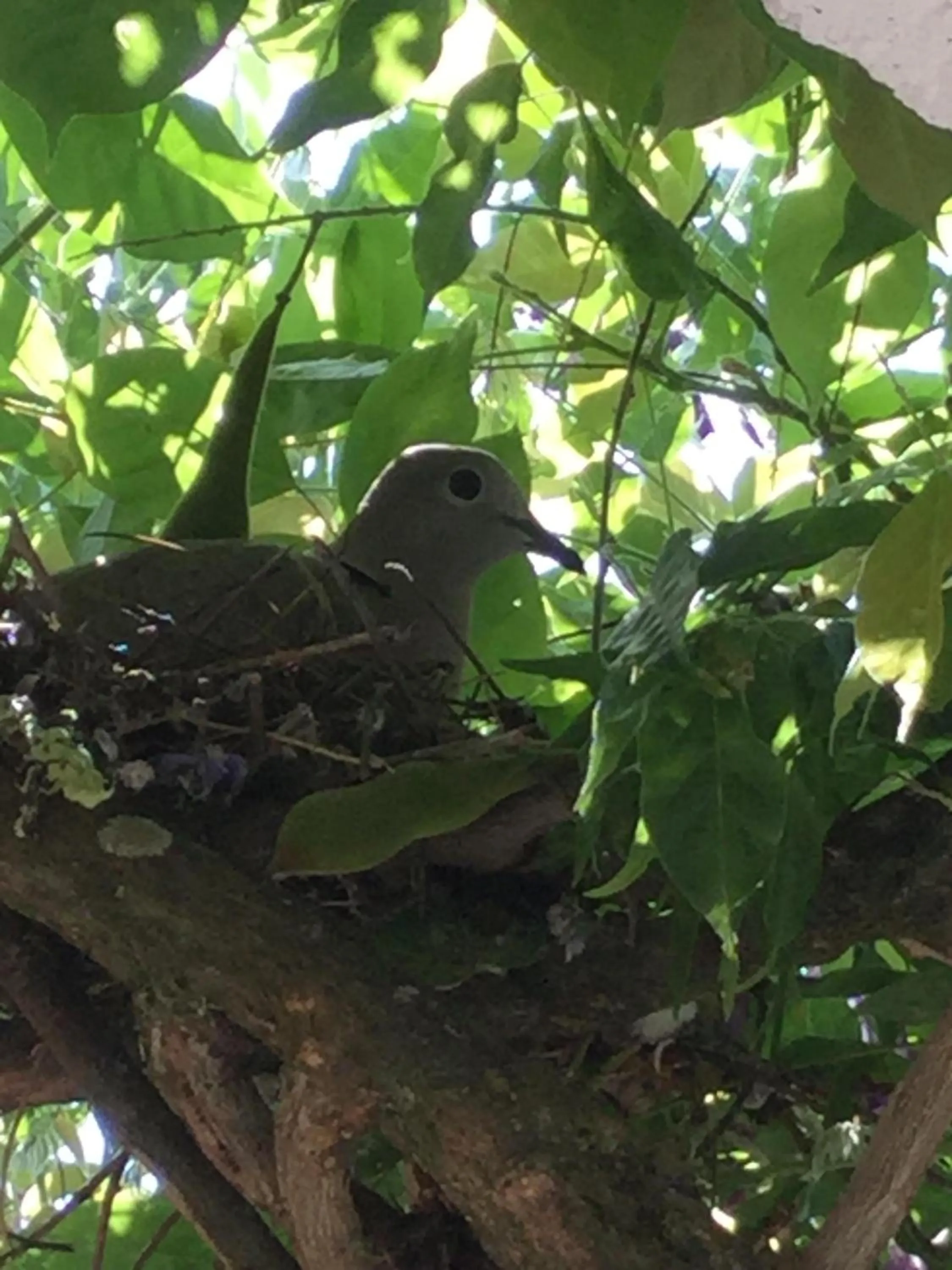 Animals in AmendoeirasHouse-SustainableLiving