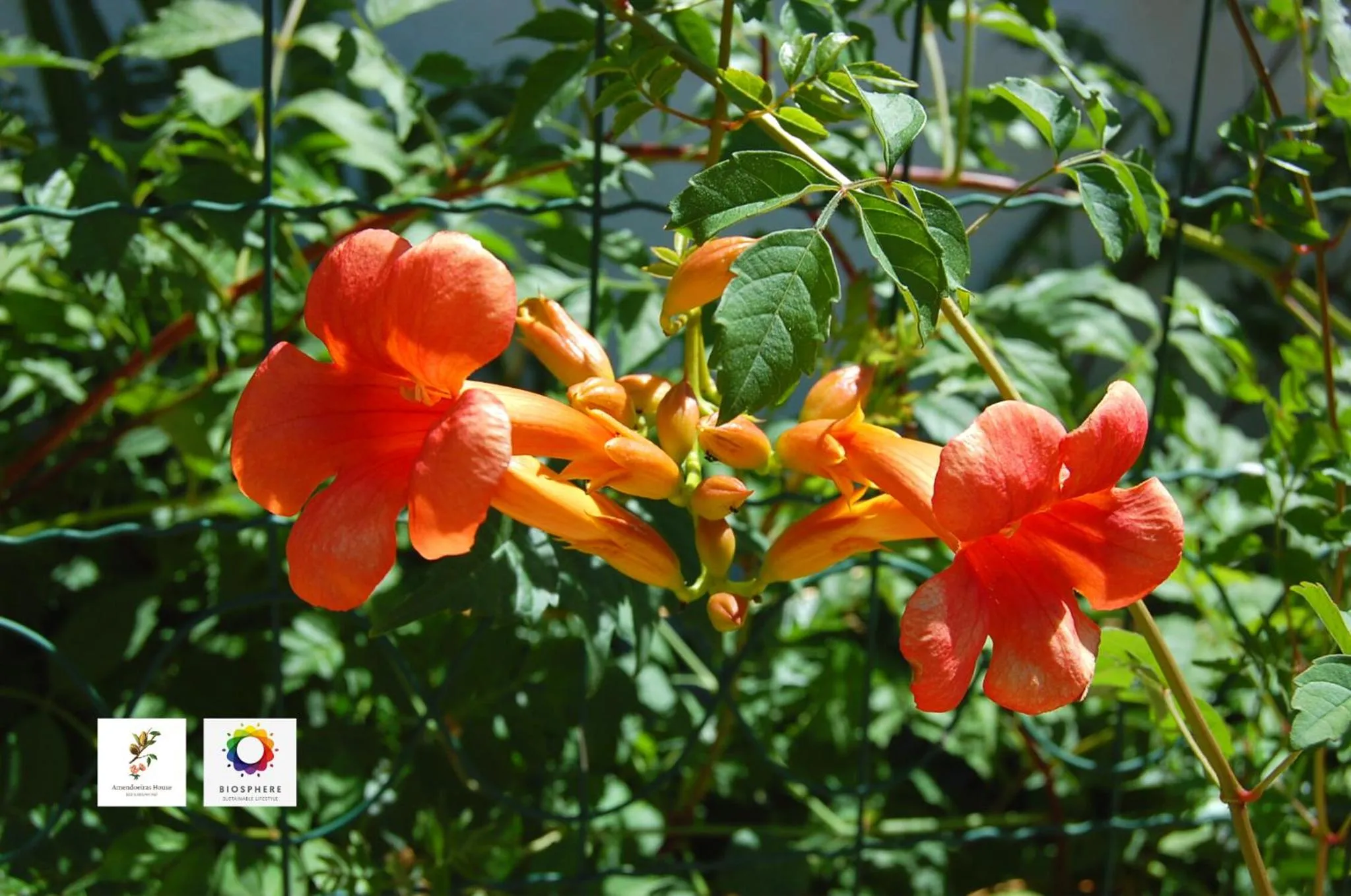 Garden in AmendoeirasHouse-SustainableLiving