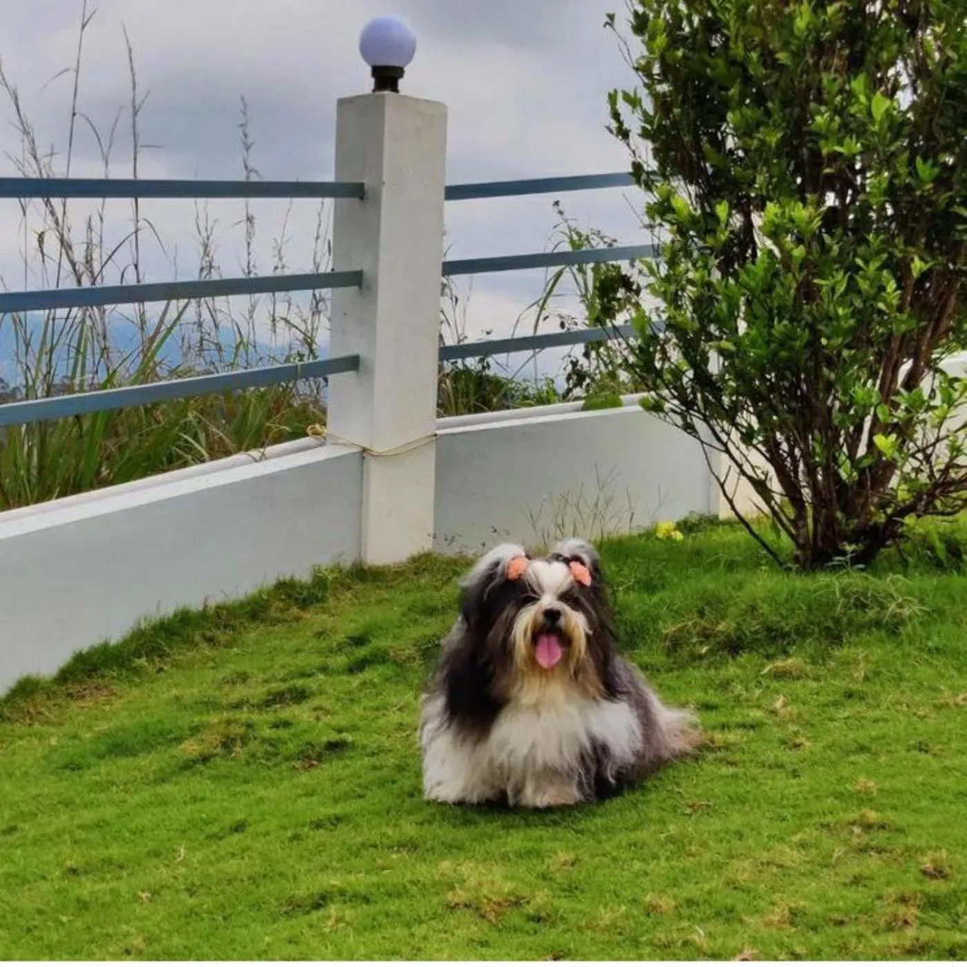 Pets in Pleasant Hill Resort