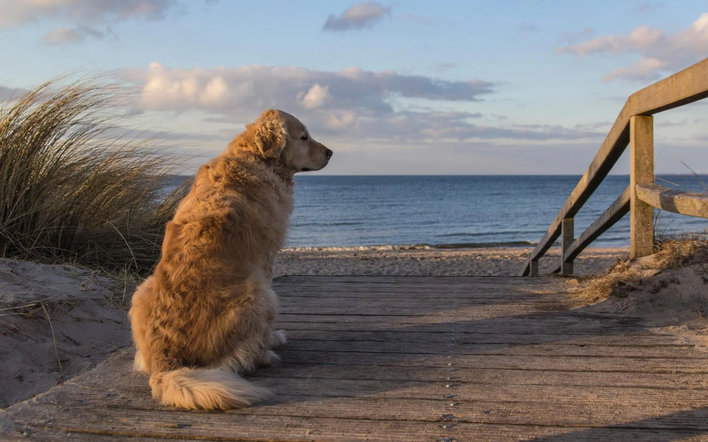 Animals in Carat Hotel Grömitz