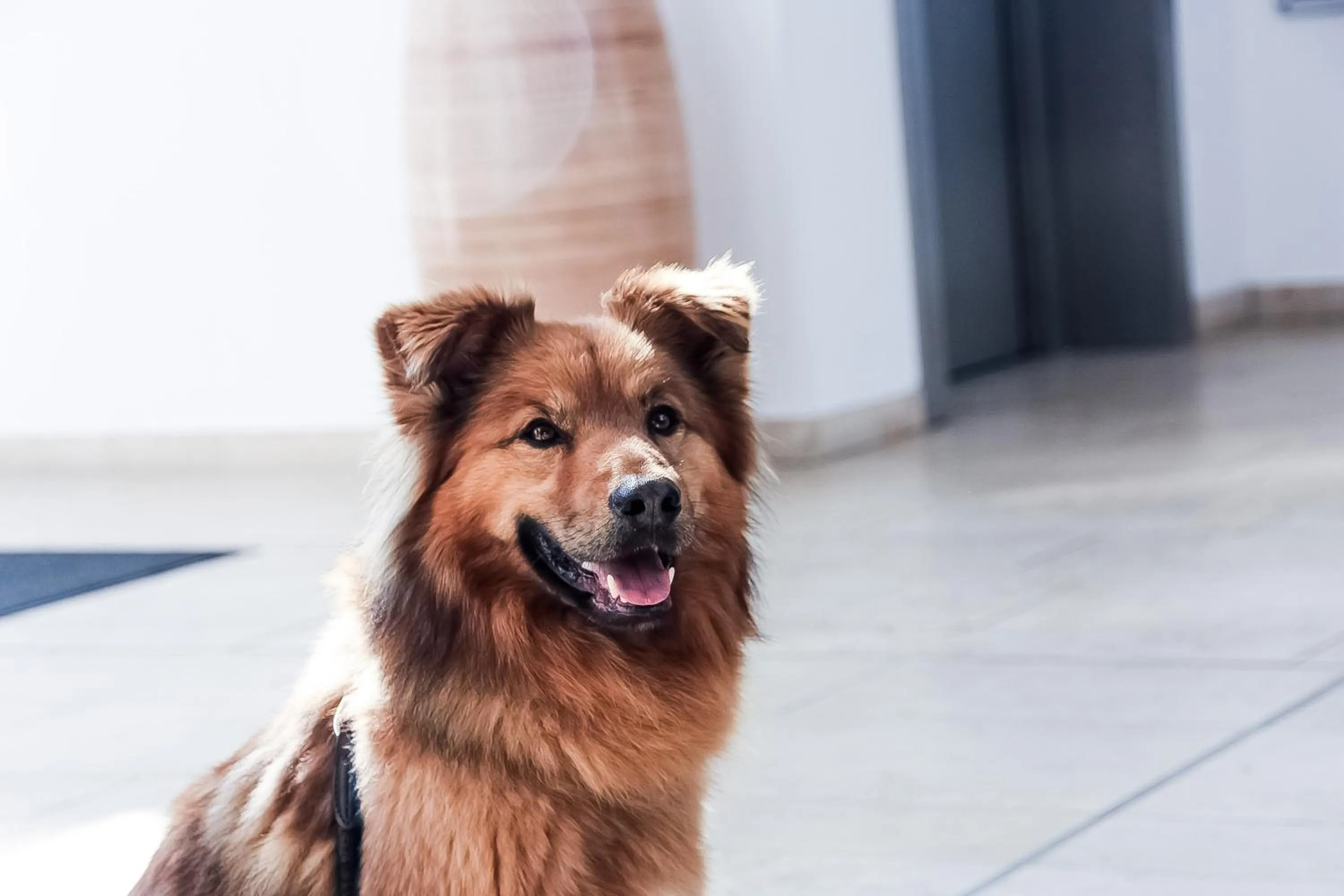 Pets in Carat Hotel Grömitz