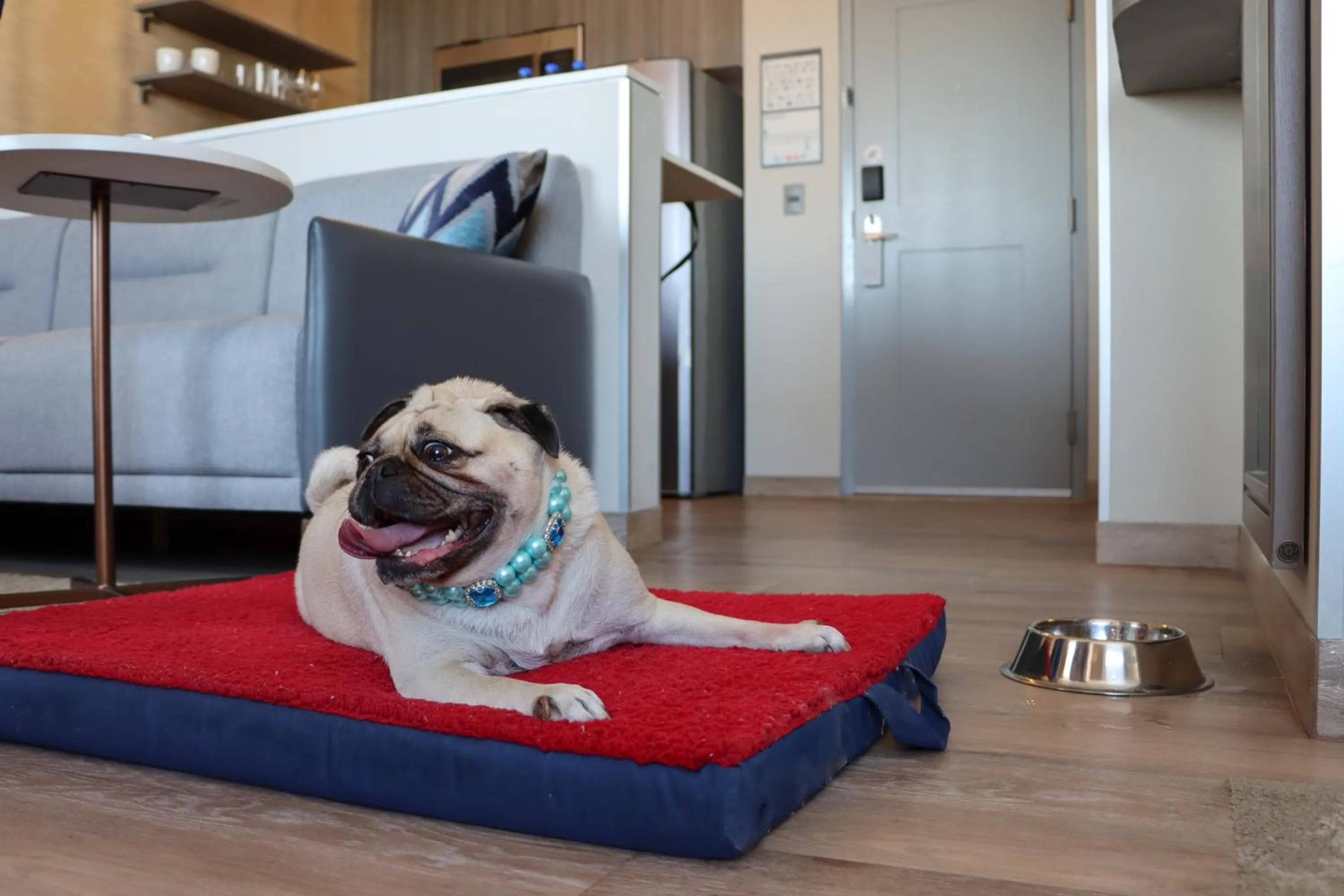 Pets in Residence Inn by Marriott Merida