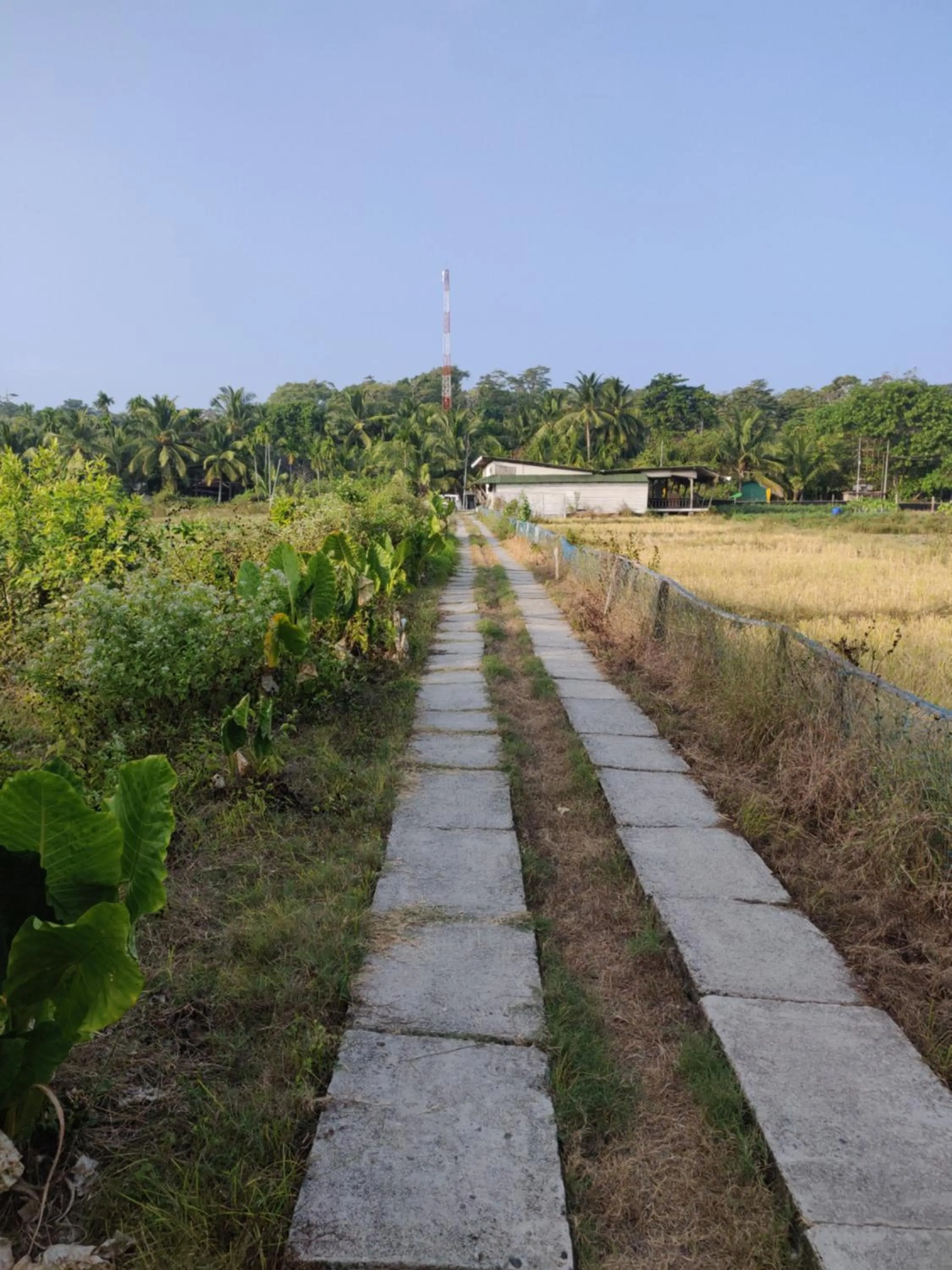 Natural landscape in Emerald Gecko, Neil Island
