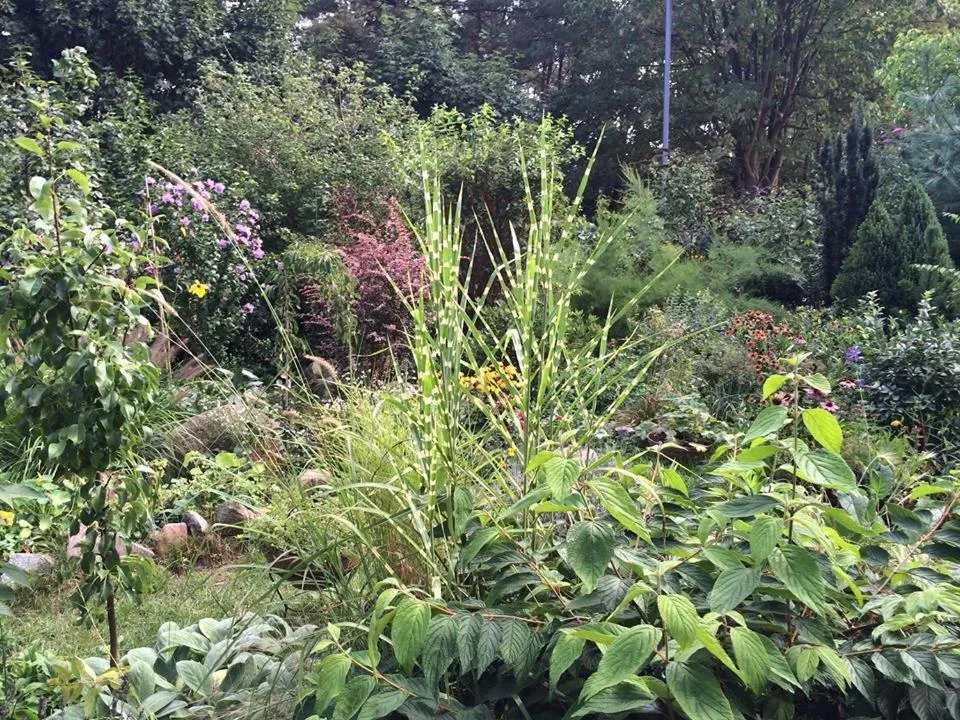 Natural landscape in Willa Solmare