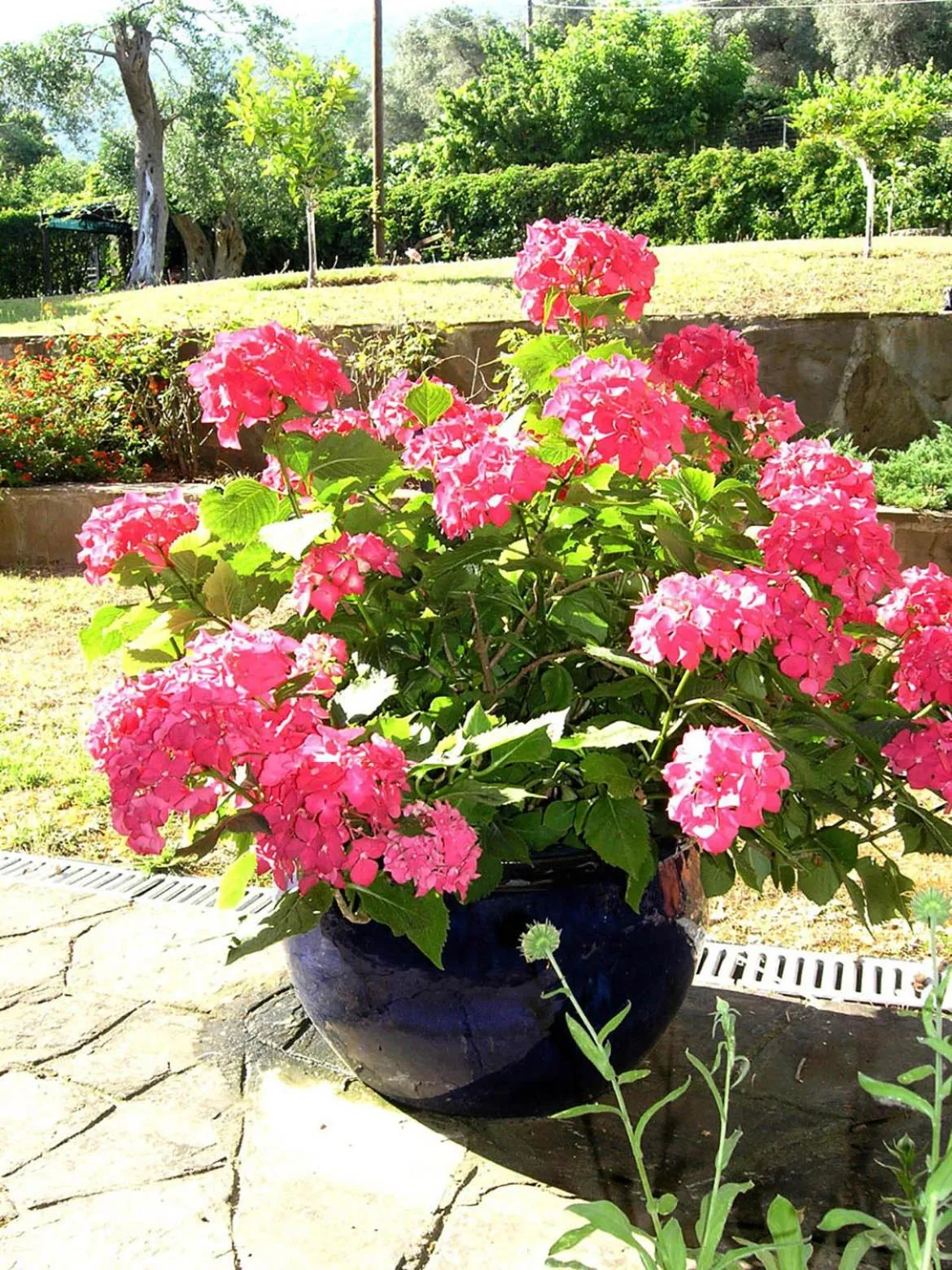 Garden in Donatos Apartments & Studios