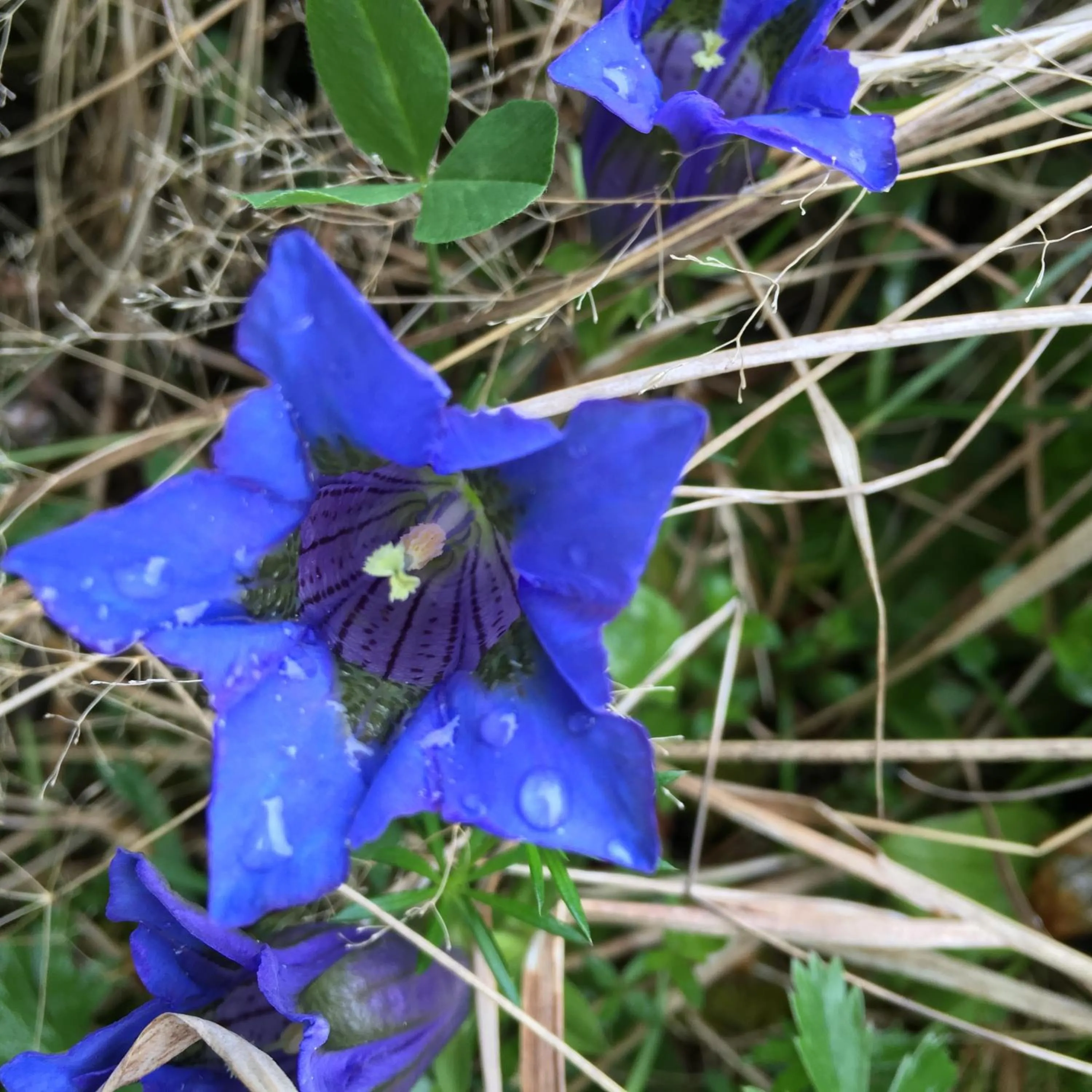 Spring in Hotel Neusacherhof