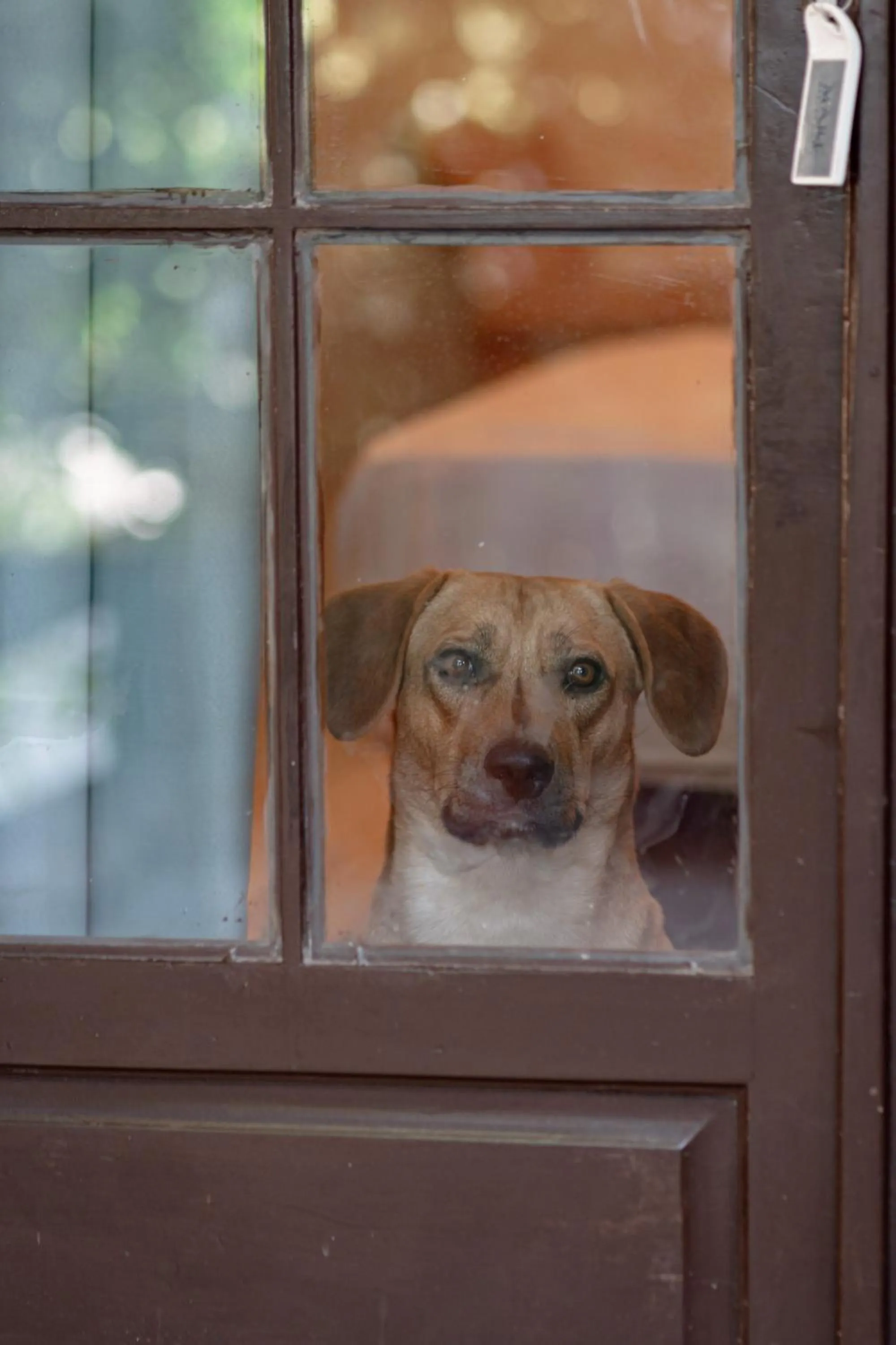 pet friendly in Mare Garden Hotel