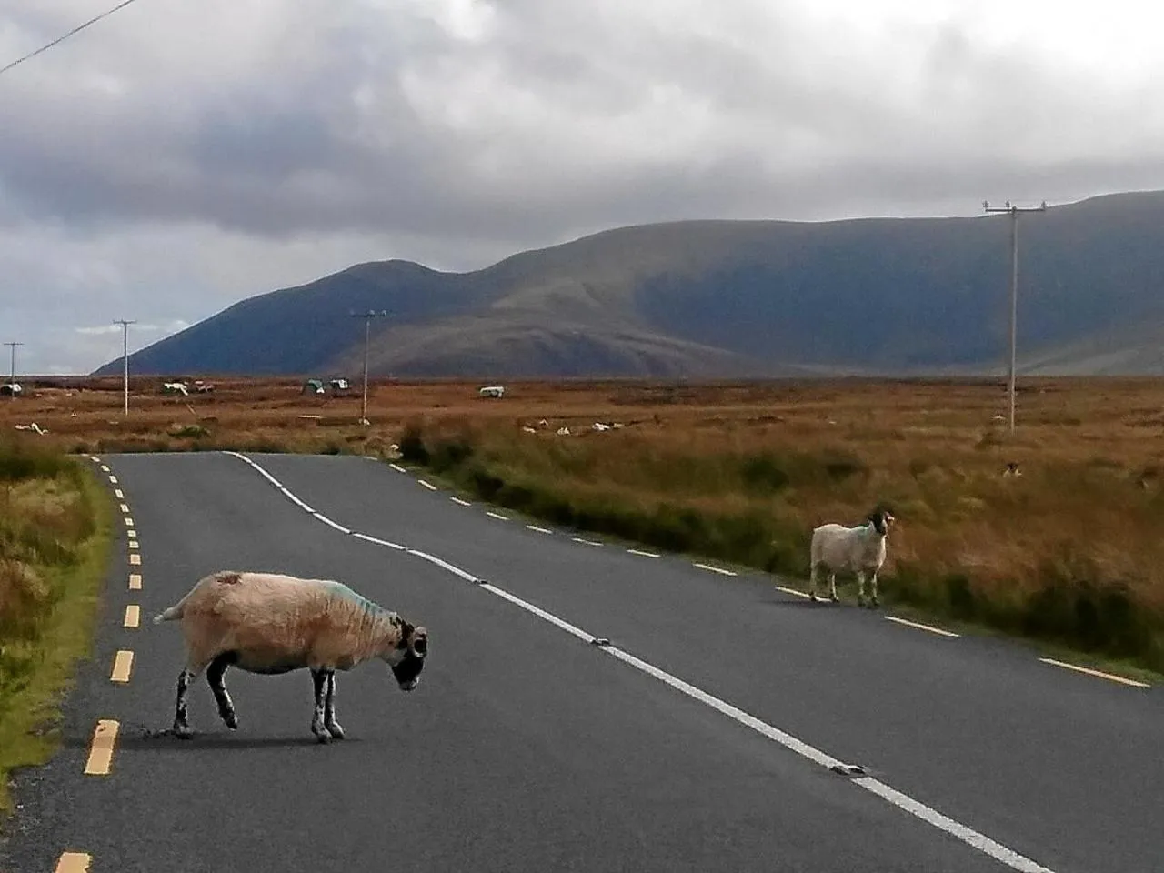 Natural landscape in The Thatched Cottage B&B