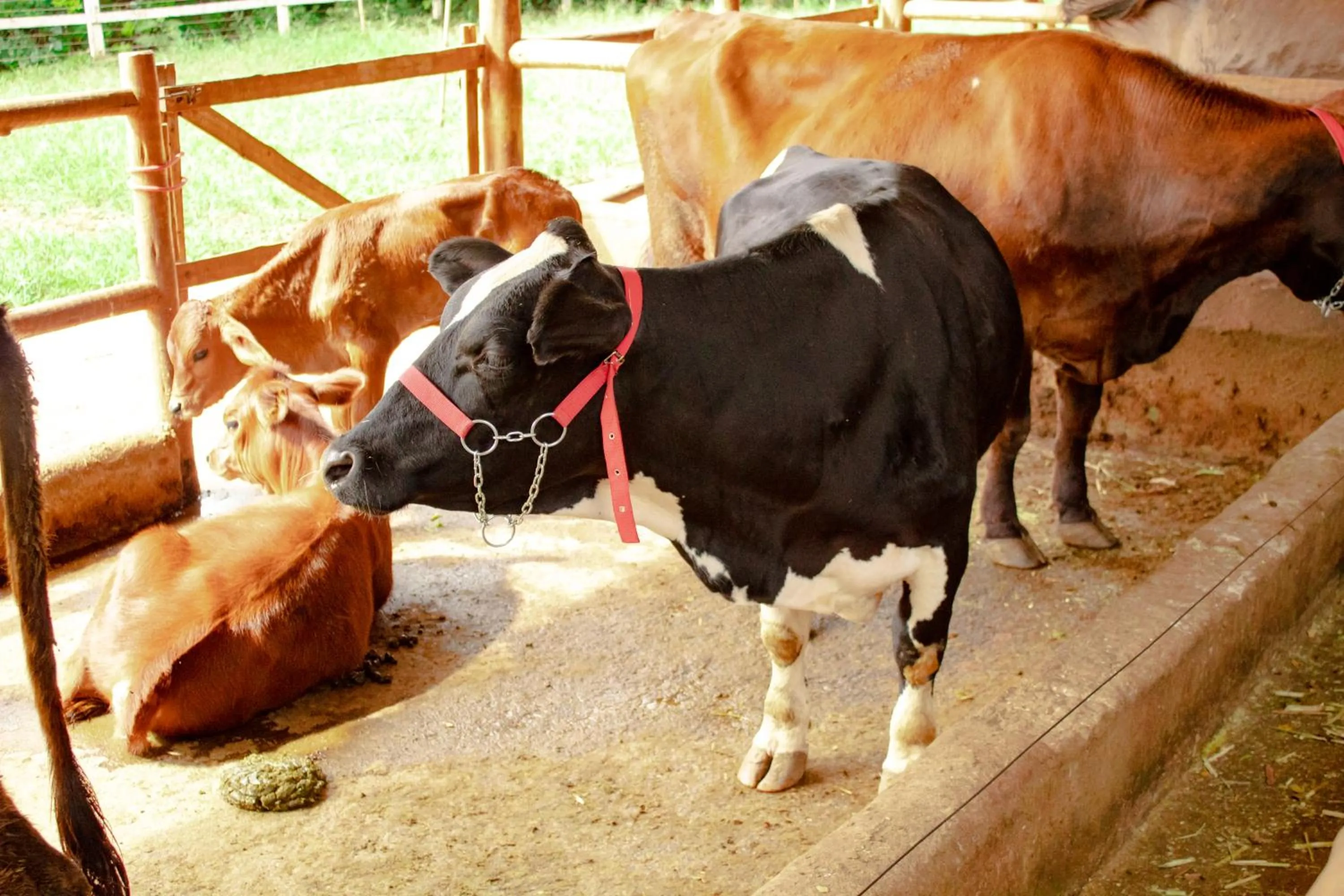 Animals in Hotel Fazenda Vale Amanhecer